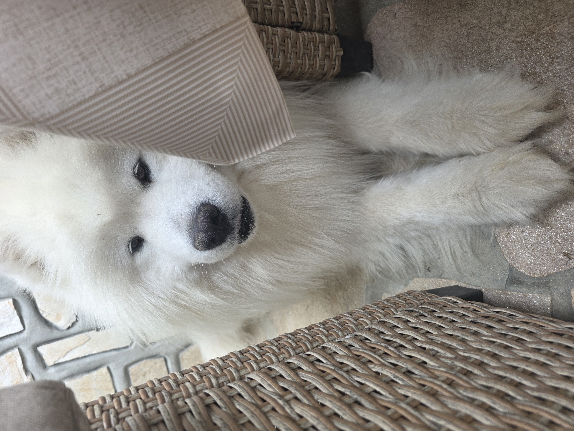 A white Samoyed dog is lying on a tile floor, partially under a wicker chair and a beige cloth, possibly a tablecloth. The scene appears to be outdoors on a patio or similar area with brick pavers. The location is Dolishte, Bulgaria. No people are visible. The dog is resting, looking upwards.