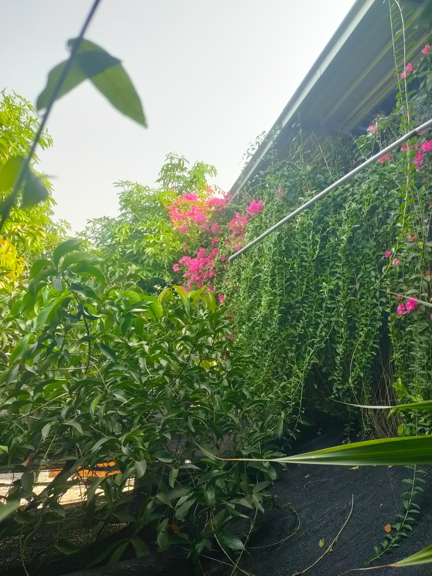 The image captures a lush, overgrown scene in Sooko, Indonesia. In the foreground, a thick canopy of vibrant green leaves dominates, with some leaves appearing glossy and others slightly more matte. These leaves are densely packed, creating a sense of depth. Peeking through the foliage, we can see glimpses of a black, mesh-like fabric laid out on the ground, possibly a weed barrier or netting.

To the right, a wall is almost entirely consumed by a cascade of green vines, creating a living curtain. Interspersed among the green are sporadic bursts of bright pink bougainvillea flowers, adding pops of color to the scene. A horizontal silver pipe runs across this vine-covered wall, serving as a support or conduit.

In the background, more green foliage is visible, with clusters of bright pink flowers peeking out from behind the denser green leaves. The sky above is a pale, overcast white, suggesting a cloudy or bright but diffused lighting condition. The overall impression is one of a wild, naturalistic garden space, possibly at the edge of a property or structure, with the architecture of a building or roofline faintly visible at the top right corner. No people are present in the image.