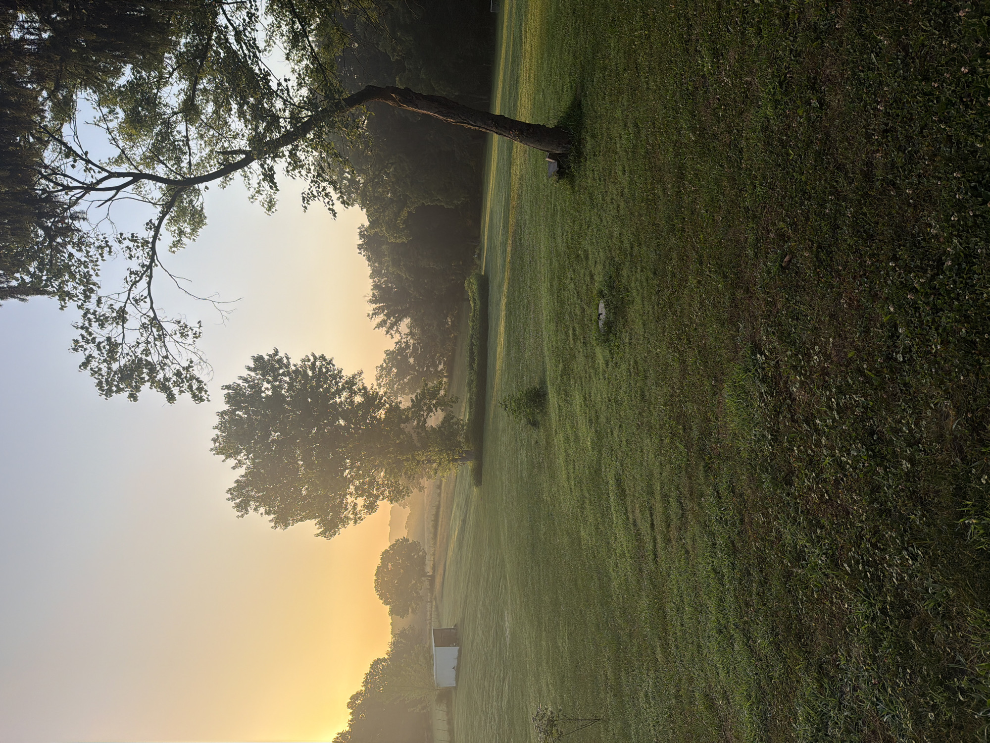 This is a vertical, eye-level, full shot of a misty, rural landscape at sunrise. The sky is a gradient of soft yellow and pale blue, with the sun just cresting over the horizon, casting a warm glow. The foreground is a lush, green lawn dotted with dew. In the mid-ground, a white shed sits to the left, and several trees are scattered across the undulating terrain. A large, leafy tree dominates the right side of the frame, its trunk leaning slightly. The background is filled with a dense line of trees and rolling hills shrouded in fog. The scene suggests a peaceful morning in a countryside location.