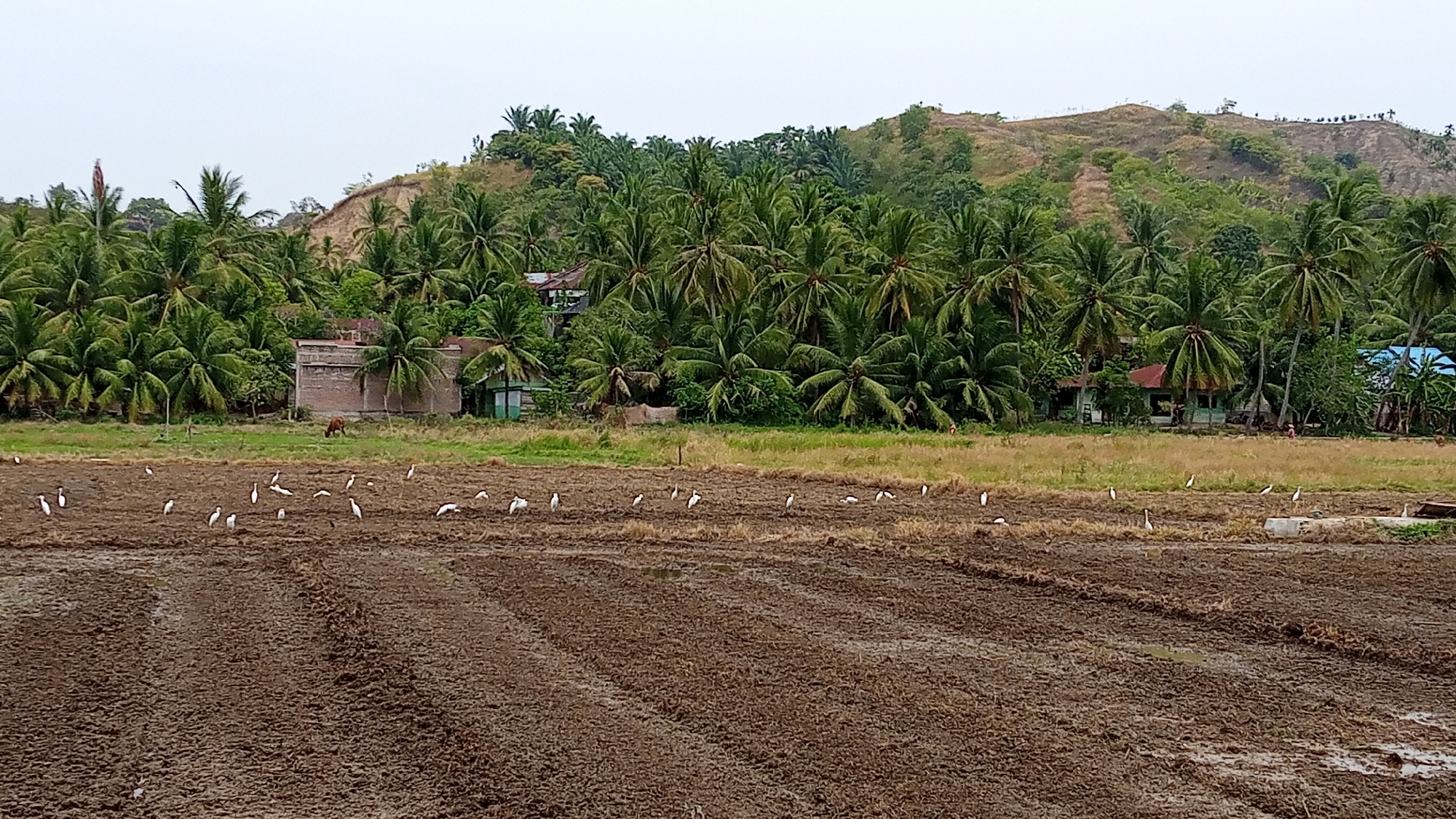 A wide shot captures a rural landscape in Seuneuboklhong, Indonesia, under an overcast sky. In the foreground, a freshly plowed brown field is dotted with numerous white egrets. The middle ground features a strip of dry grass and a scattering of palm trees, with a few modest buildings, including a brick structure, nestled amongst the foliage. A brown cow is visible near one of the buildings. The background is dominated by a lush, green hillside covered in dense palm trees.