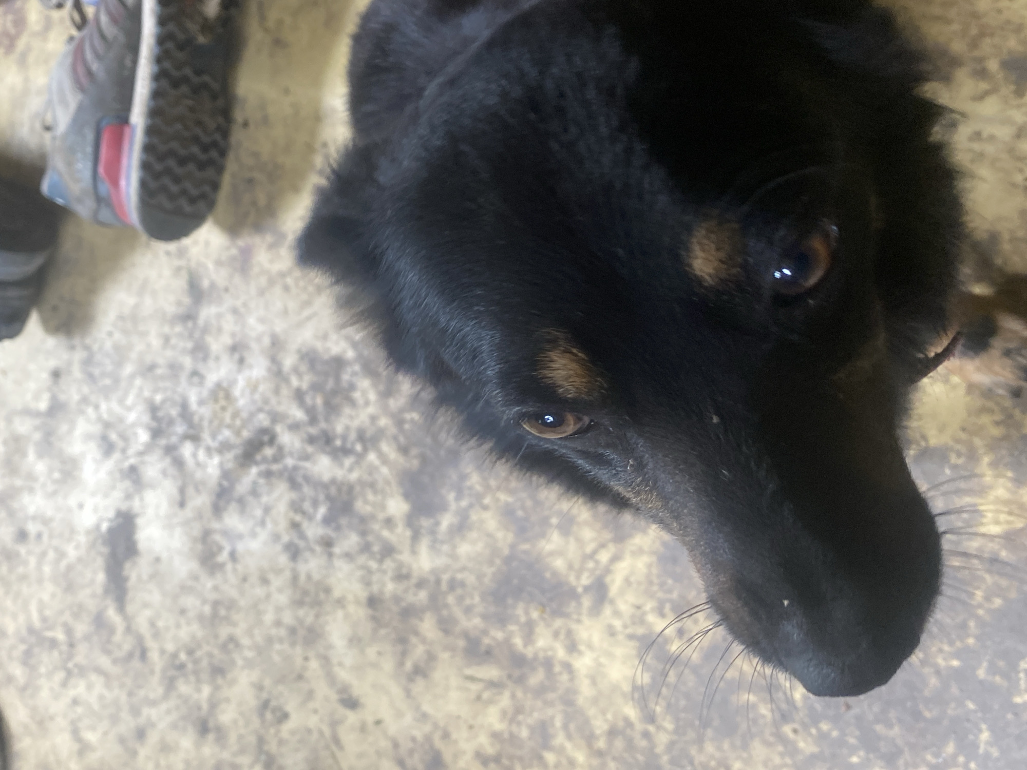 A close-up, high-angle shot of a black dog with brown highlights, focusing on its head and facial features. The dog is looking up towards the camera. The background is a light gray, mottled surface, possibly concrete. In the upper-left corner, there is a partial view of a pair of shoes. The photo was taken during the day. Matiashivka, Ukraine is not evident.