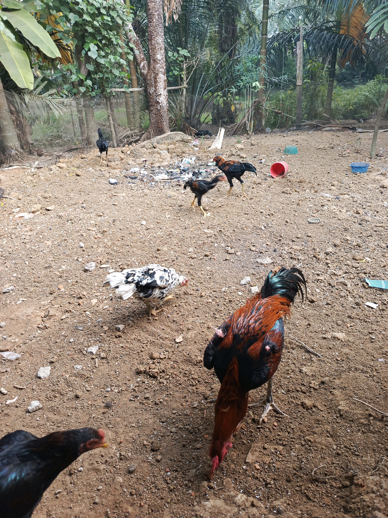 The image depicts an outdoor scene with several roosters on a dirt ground. In the foreground, a rooster with prominent red, black, and green plumage is pecking at the ground. To the left and slightly behind, another rooster, predominantly black with yellow legs, is visible. Further in the background, two more roosters are present: one is black and the other is a speckled black and white hen. The environment is characterized by a dusty, earthy terrain with scattered rocks and debris. In the middle ground, there are several objects including a red bucket, a blue basket, and some discarded trash. The background consists of lush green foliage and trees, suggesting a tropical or subtropical environment. The overall impression is a rural or semi-rural setting, possibly a farmyard or backyard in Megang Sakti I, Indonesia, where these chickens are foraging.