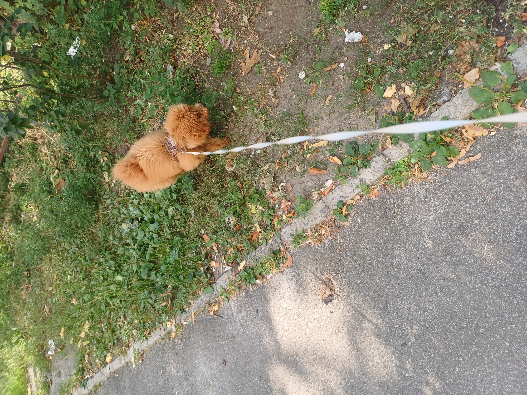 A fluffy, light brown dog with a patterned collar is on a white leash, sniffing the ground in a grassy area next to a paved sidewalk. The dog is facing to the right, away from the camera. The environment is outdoors, with green grass, fallen leaves, and some bushes or trees in the background. The paved area shows some shadows. The scene is consistent with an urban environment, possibly a park or a residential street in Kyiv, Ukraine.