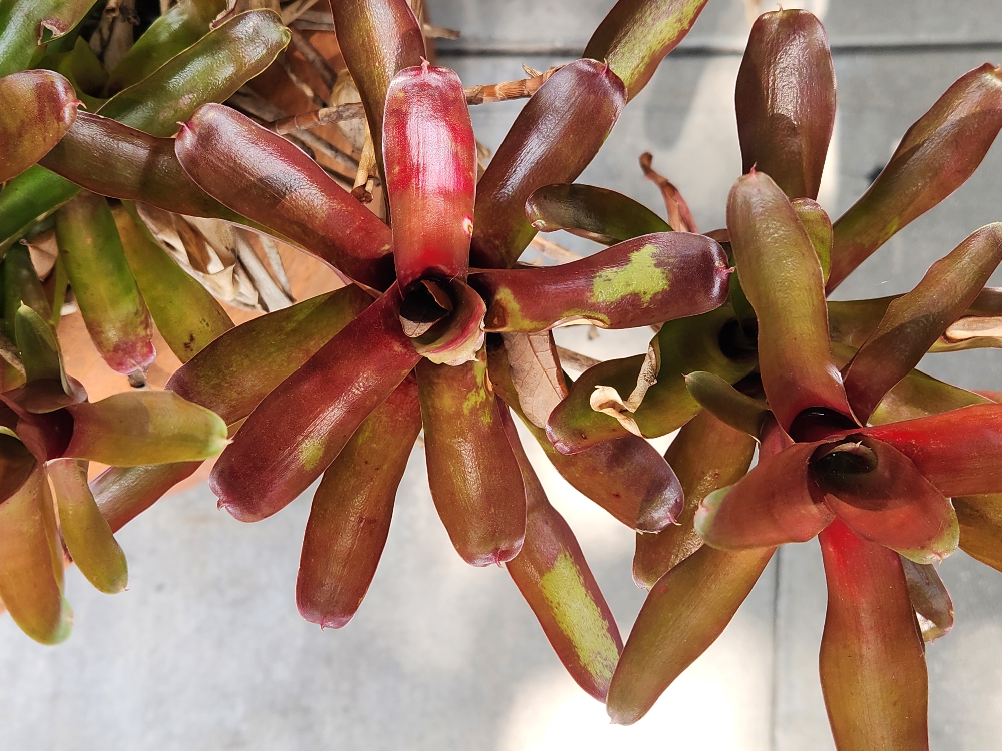 This media file showcases a close-up, overhead view of a cluster of bromeliad plants. The plants feature a vibrant array of colors, with deep reds, maroons, and hints of green and yellow on their elongated, leathery leaves. The leaves are arranged in a rosette pattern, with some pointing upwards and others cascading downwards. The texture of the leaves appears glossy and smooth, reflecting the light.
The background is softly blurred, suggesting an outdoor or garden setting. The ground appears to be a light-colored, possibly paved surface, with subtle shadows indicating natural light. The overall impression is one of natural beauty and vitality. There is no visible text in the image. The lighting suggests it could be daytime, possibly late morning or afternoon, given the diffused light. The setting appears to be outdoors, possibly a botanical garden or a well-maintained garden space in Maitland, United States of America. The image is focused on the botanical subjects, conveying a sense of tranquility and the intricate details of plant life.