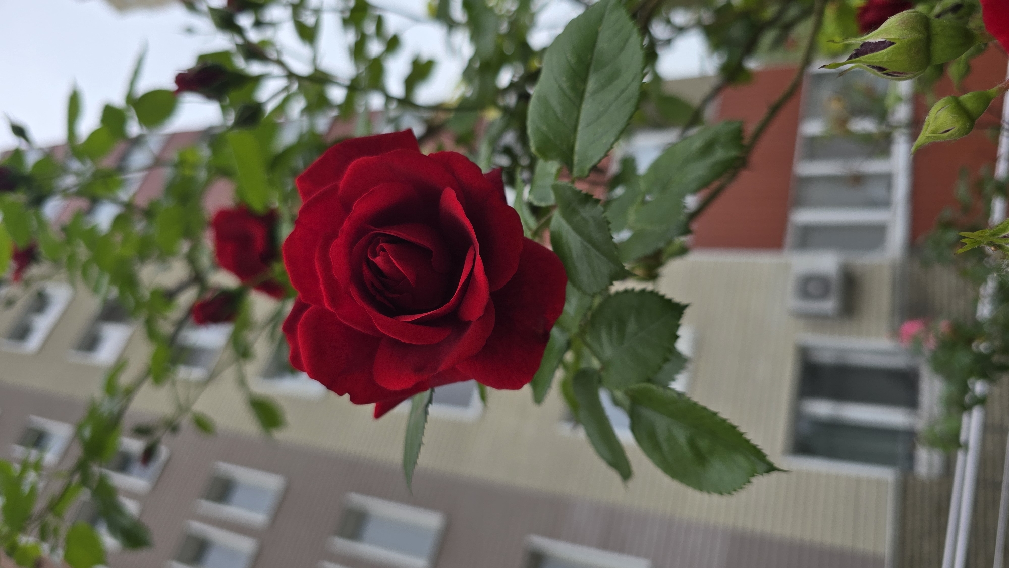 A vivid red rose, in full bloom and sharp focus, dominates the center of the image. Its deep crimson petals are tightly furled at the center, gradually unfurling outwards. The rose is supported by a stem adorned with several prominent green leaves, also in focus, displaying visible veins and serrated edges. In the blurred background, other out-of-focus red roses and multiple green rosebuds are visible on branches, indicating a rose bush or climbing plant.
Behind the flora, a multi-story residential building, out of focus, serves as the backdrop. The building exhibits sections of light beige horizontal siding and a reddish-brown or terracotta-colored facade. Numerous rectangular windows with white frames are visible throughout the building's exterior. An external air conditioning unit is affixed to the reddish-brown section of the building. The sky, partially visible in the upper right, appears overcast. The scene depicts an urban or suburban residential setting within Kyiv, Ukraine. No people are visible.