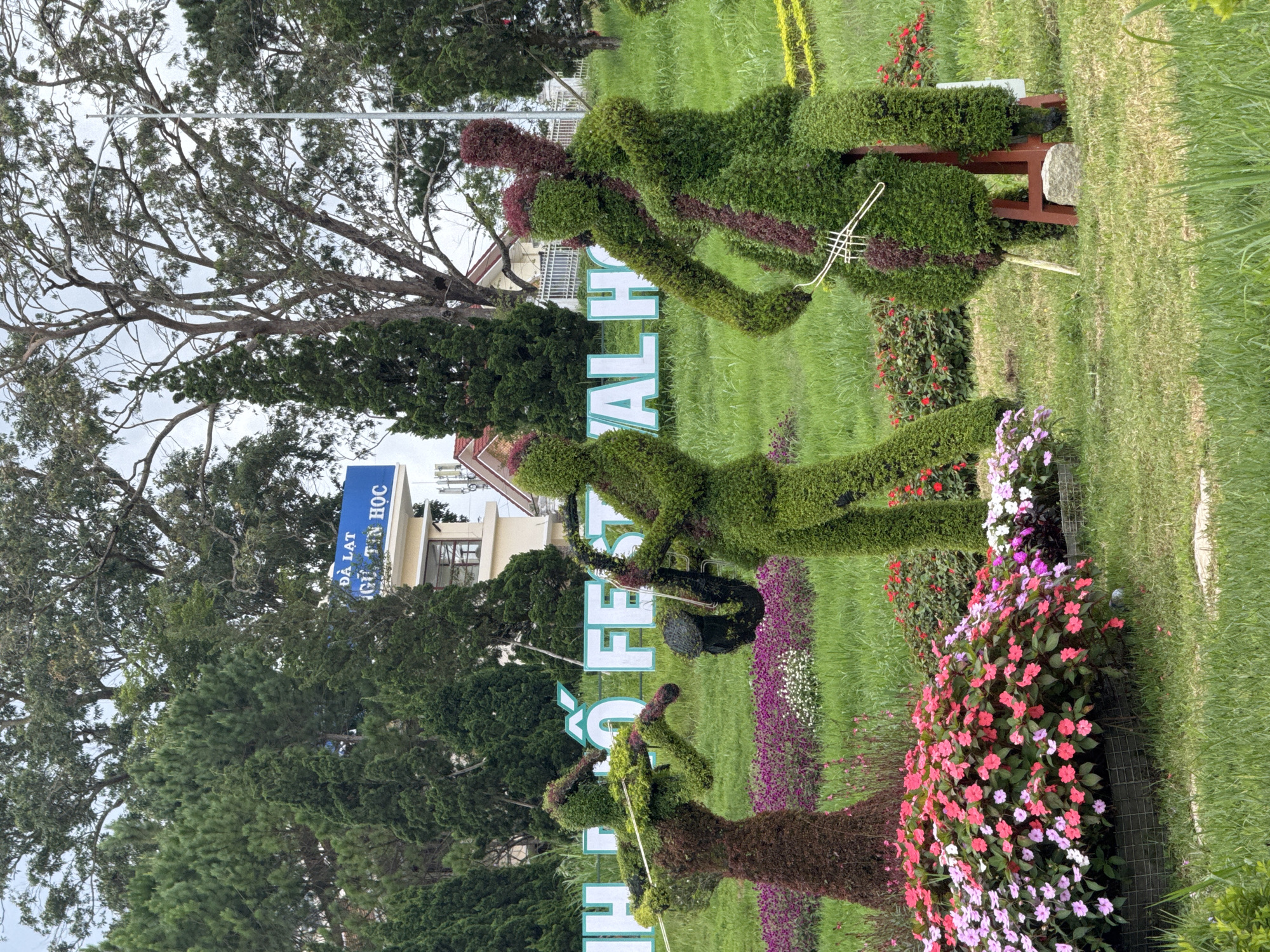 The image depicts an outdoor scene in Da Lat, Vietnam, featuring topiary sculptures of musicians in a park setting. Three figures are prominently displayed: one on the left appears to be playing a string instrument, the center figure is playing a saxophone, and the figure on the right is also playing a string instrument. The sculptures are made of dense foliage, with variations in color and texture suggesting different plant materials. In the background, large trees and a building with a blue sign that reads "DA LAT" and "NGU TIN HOC" are visible, indicating a public or educational institution. The ground is covered in lush green grass, with clusters of vibrant pink and white flowers in the foreground. The overall environment suggests a well-maintained public space, possibly a botanical garden or a festival ground.