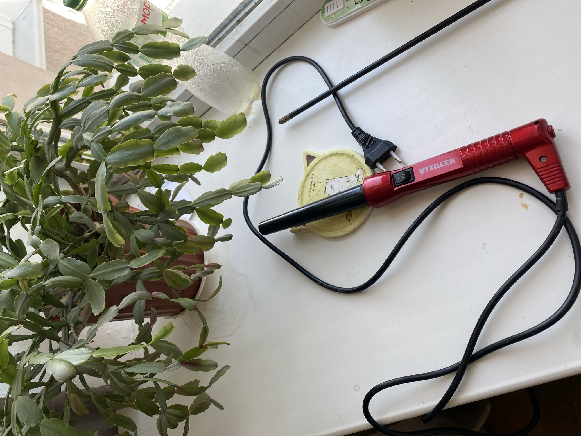 This is a close-up, eye-level shot of a red VITALEX brand curling iron with a black cord lying on a white surface next to a potted plant. The curling iron is positioned horizontally, with the handle on the left and the heating element extending to the right, partially covered by a black cord that is looped around it. A yellow coaster with a cartoon cat design and text that reads "WHERE THE HELL IS SHE?!" is visible beneath the heating element. A black electrical plug is attached to the cord, with two prongs visible. To the right of the curling iron, a thin black rod is lying on the surface. In the background, a green potted plant with fleshy leaves is situated in a brown pot. A partially obscured plastic bottle with a green cap, possibly containing liquid, is also visible to the right of the plant. The scene appears to be indoors, likely on a windowsill, given the presence of the plant and the window frame visible at the top right. The overall lighting suggests it is daytime. The image does not depict any people or any actions taking place. The location is identified as Chornomorsk, Ukraine.
