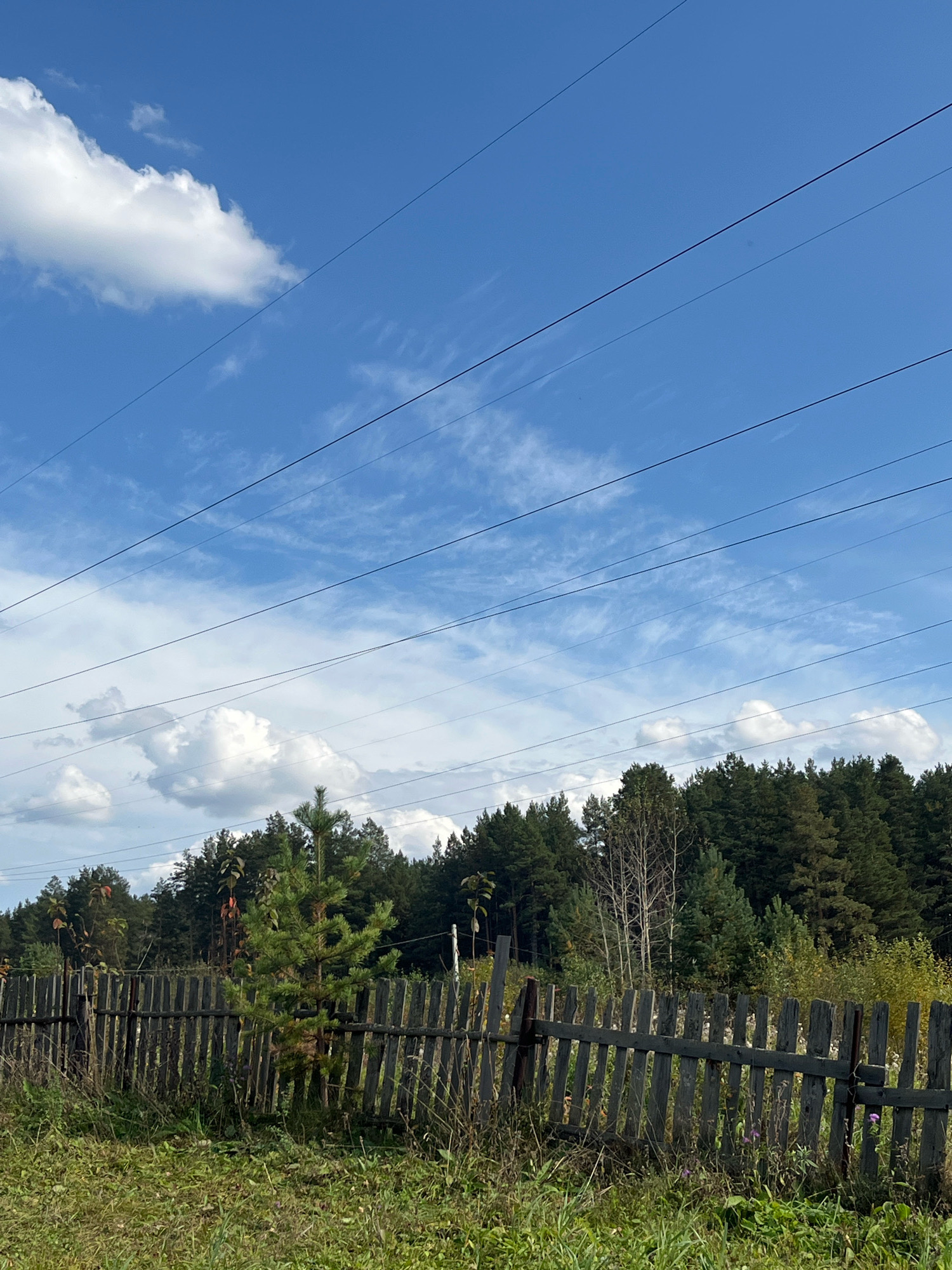 This image captures a rural scene under a blue sky with scattered white clouds. Multiple power lines stretch across the upper portion of the frame. In the mid-ground, a dense line of pine trees forms a forest border. In the foreground, a weathered wooden fence made of vertical planks runs horizontally across the image, partially obscured by tall green grass and some scattered wildflowers. A small pine sapling stands near the center of the fence. The overall impression is one of a peaceful, natural landscape with evidence of human infrastructure.