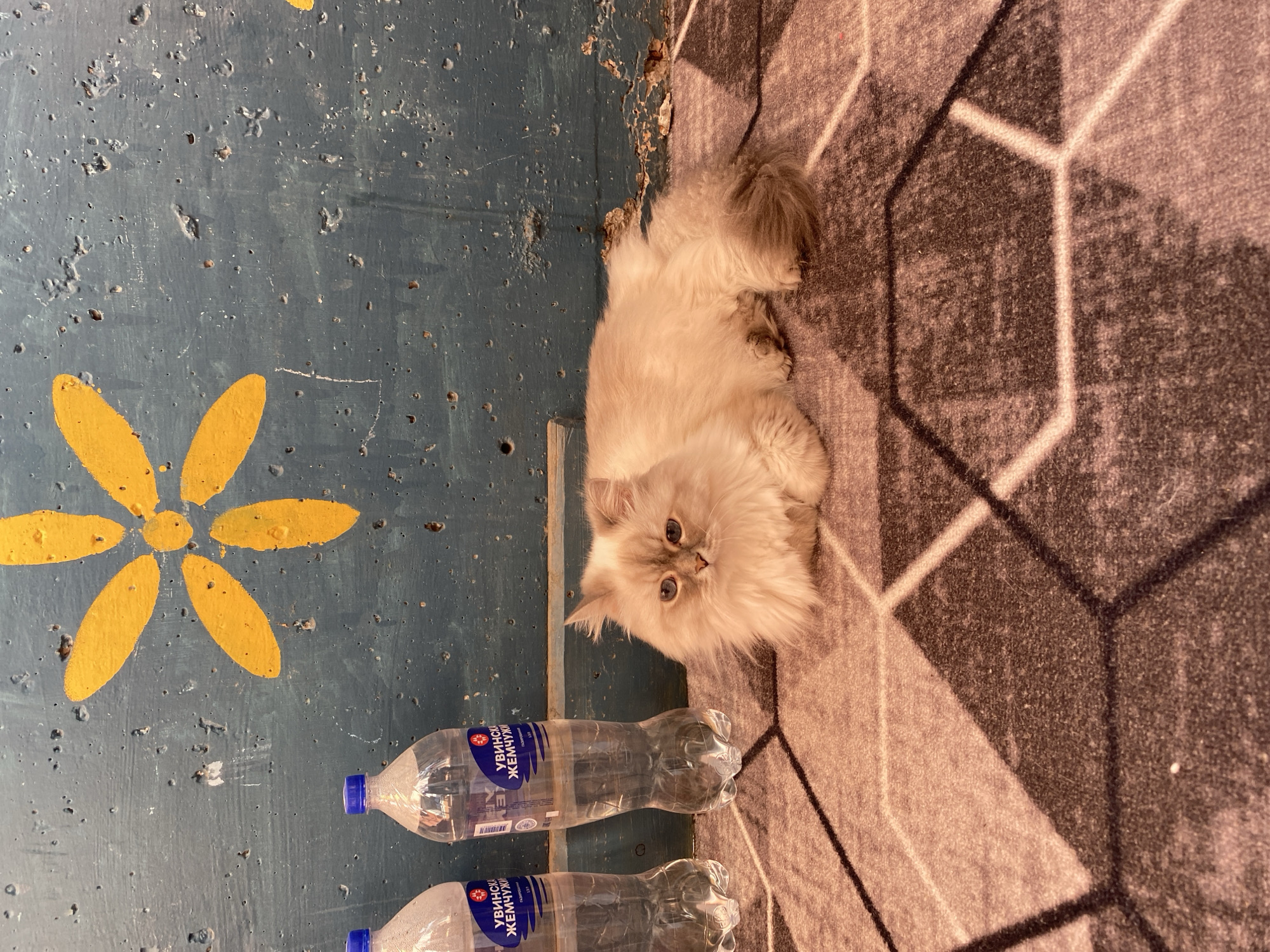 The image shows a light-colored, long-haired cat lying on a rug with a geometric pattern. The rug is positioned next to a blue, textured surface with a yellow flower painted on it. Two bottles of water, labeled with Cyrillic text "УВИНСКИЙ ЖЕМЧУЖИН", are placed on the blue surface near the cat.
Based on the brand of water bottles ("Увинский Жемчужин"), the location may be in Russia, possibly near the source of the water. Given the prompt's mention of Chaikovsky, Russia, it's plausible the image was taken in or near that city.