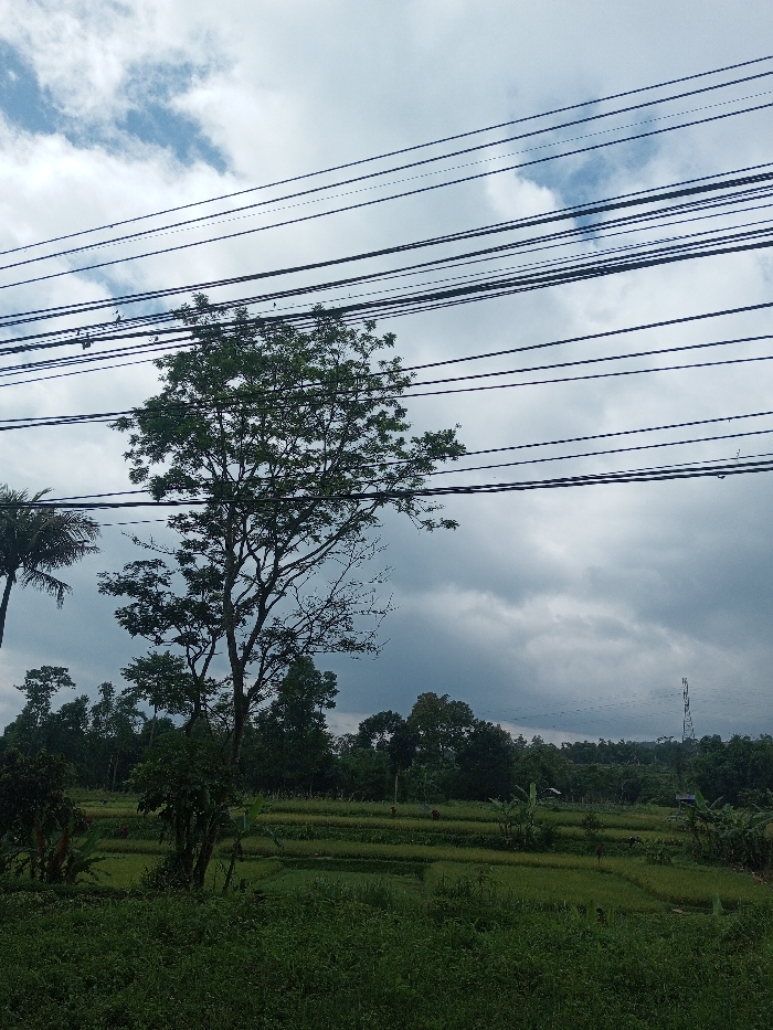 A rural scene under a cloudy sky. A tree with many branches stands prominently in the foreground, intersected by multiple power lines. Below the tree, a landscape of lush green fields transitions into a backdrop of dense foliage. A transmission tower is visible in the distance. The overall impression is a blend of nature and infrastructure.