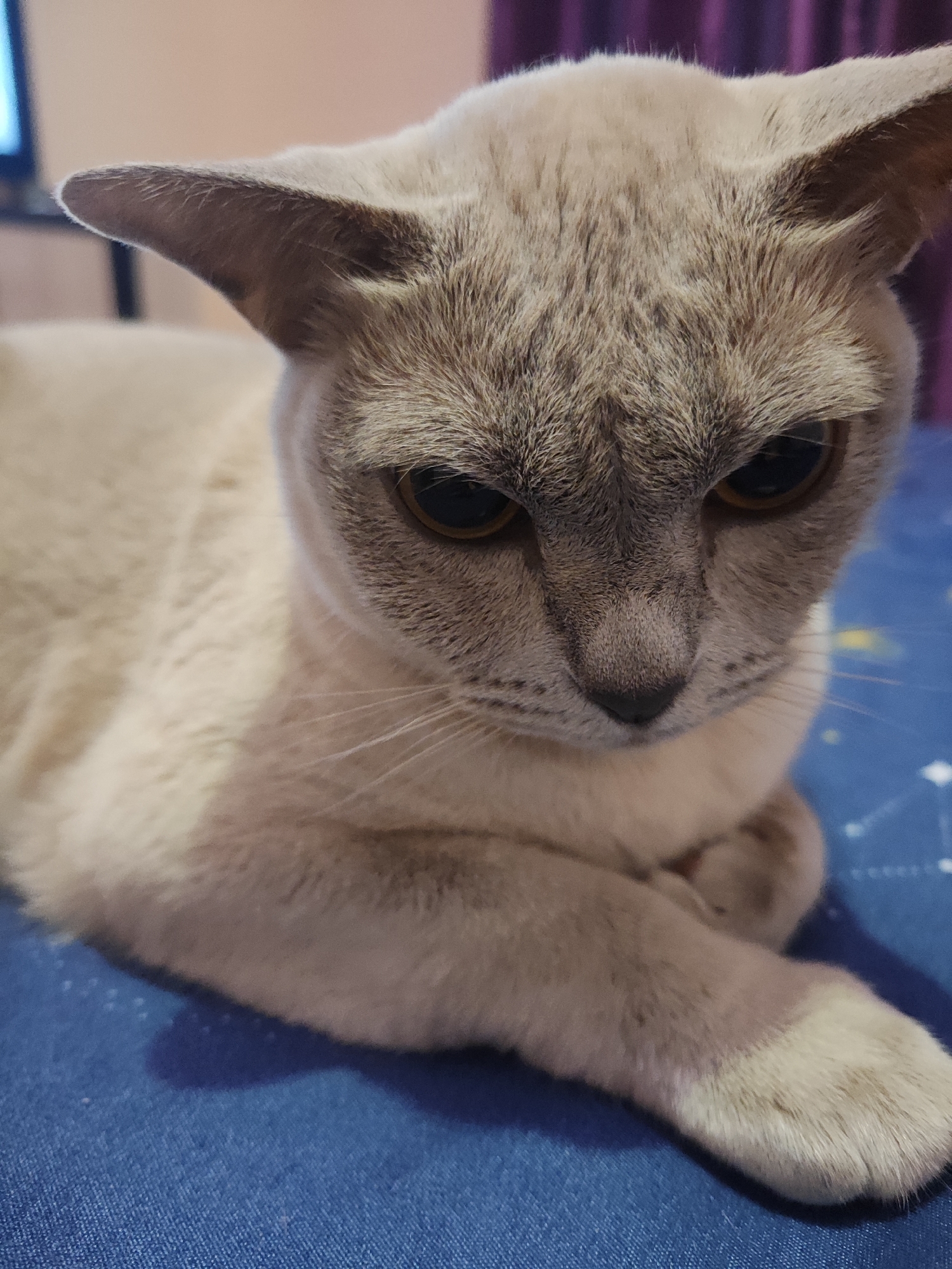 A close-up shot shows a light brown cat with large, dark eyes and pointed ears resting on a blue surface with a faint constellation pattern. The cat's fur is short and soft, with darker markings on its face and ears. The cat's paws are tucked beneath its body, and its gaze is directed downwards. The background is blurred, with hints of purple and a soft light. The location is Gvardeysk, Russia.