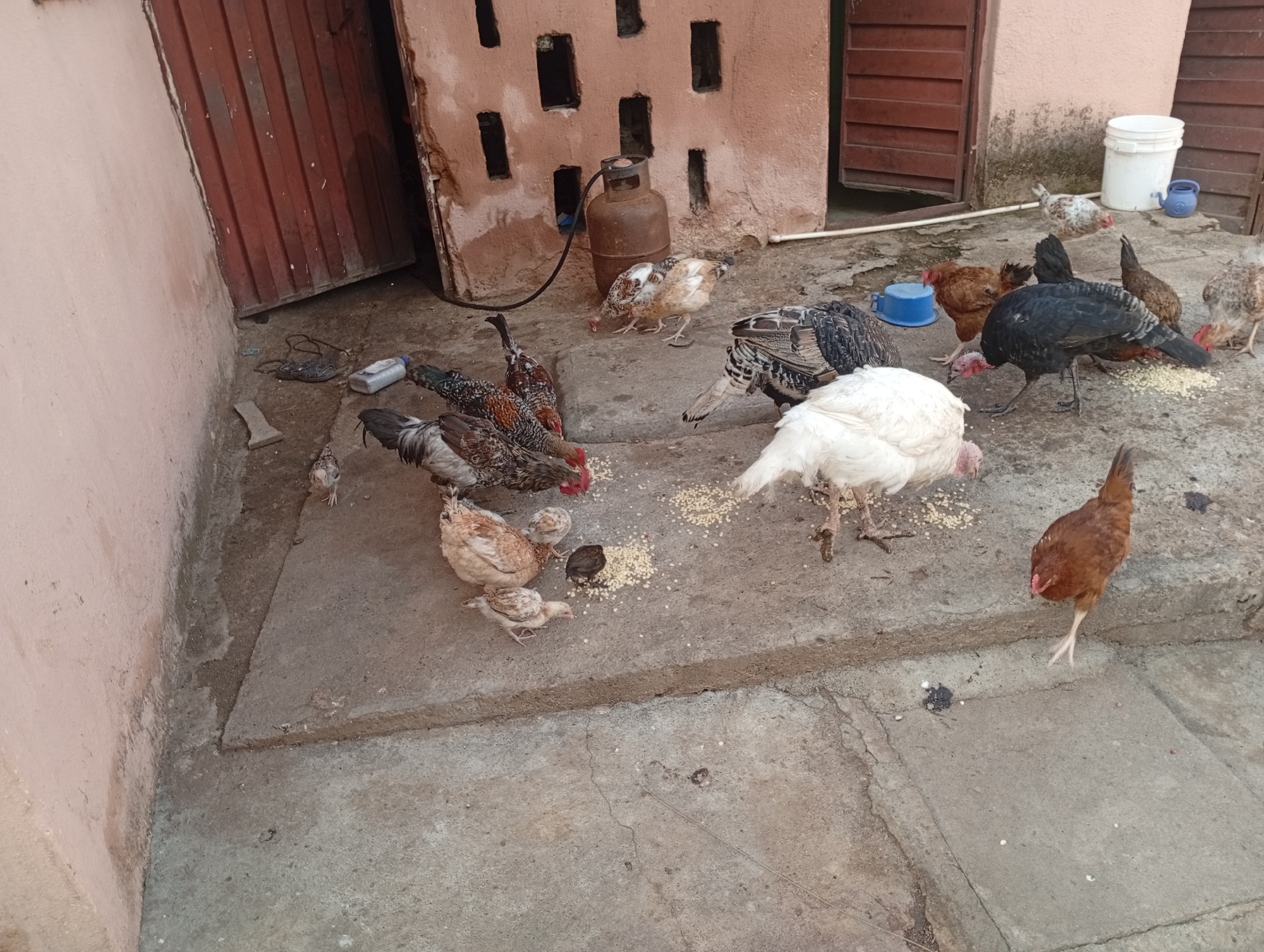 In Rafin Par, Nigeria, a group of chickens and turkeys are seen pecking at scattered grains on a concrete ground. A large gas cylinder is present near a wall with rectangular openings. A white bucket and a blue teapot are also visible in the background. The scene appears to be an outdoor enclosure.