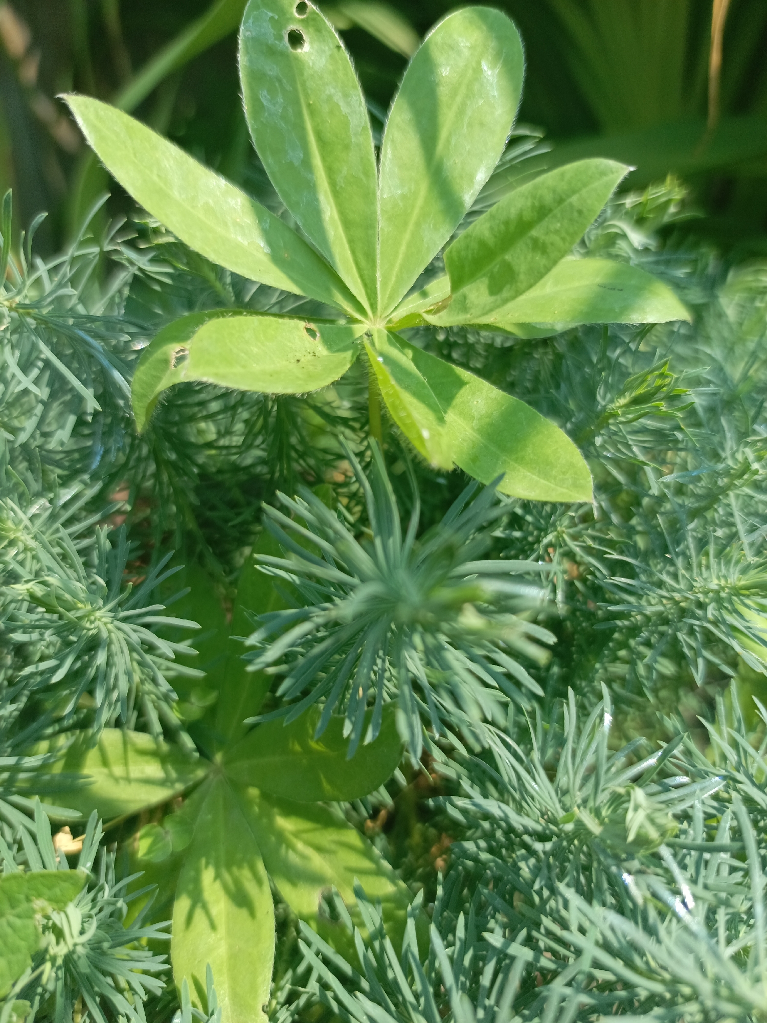 A close-up, top-down shot captures lush green foliage under natural lighting. The scene is dominated by two distinct types of plants. In the foreground and midground, feathery, needle-like green leaves are densely packed, creating a textured effect. The larger, brighter green leaves of another plant, possibly lupine due to their palmate structure, are interspersed throughout the frame. Some of these larger leaves show minor damage, indicated by small holes. The background is a soft blur of more green, suggesting a natural outdoor environment. The specific location in Zalesovo, Russia, is not visually identifiable from the image itself.