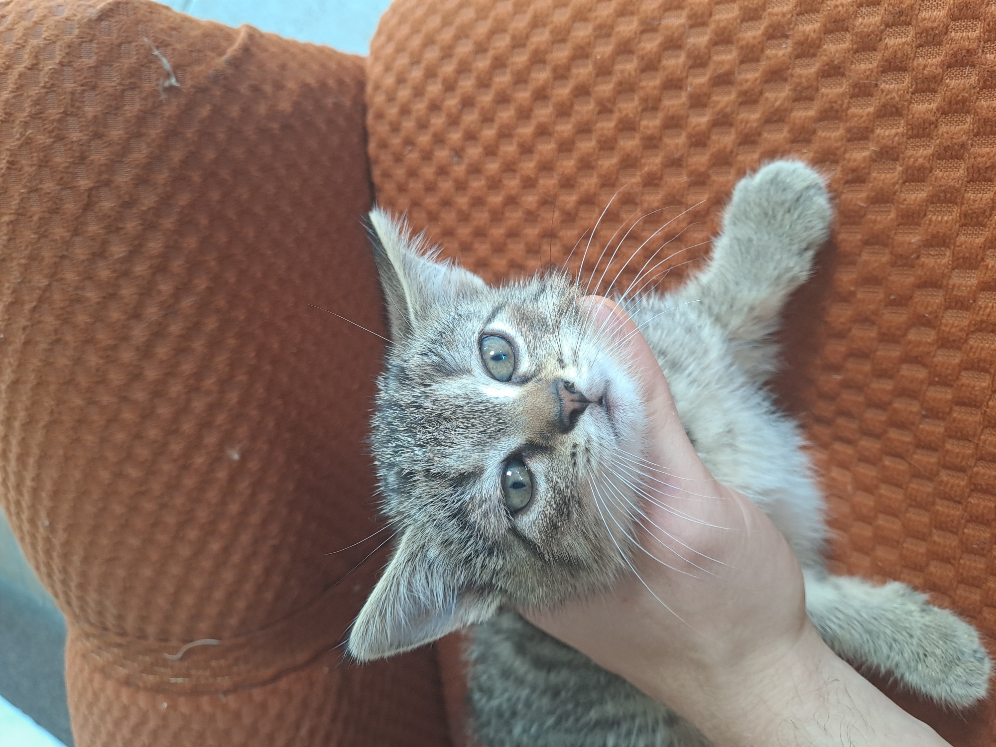A kitten with tabby markings and large ears is being held by a human hand against an orange, textured surface that appears to be upholstery. The kitten's eyes are open and it is looking towards the camera. The background is blurred. There is no information to determine the location of this scene within the city of Chrudim, Czechia.