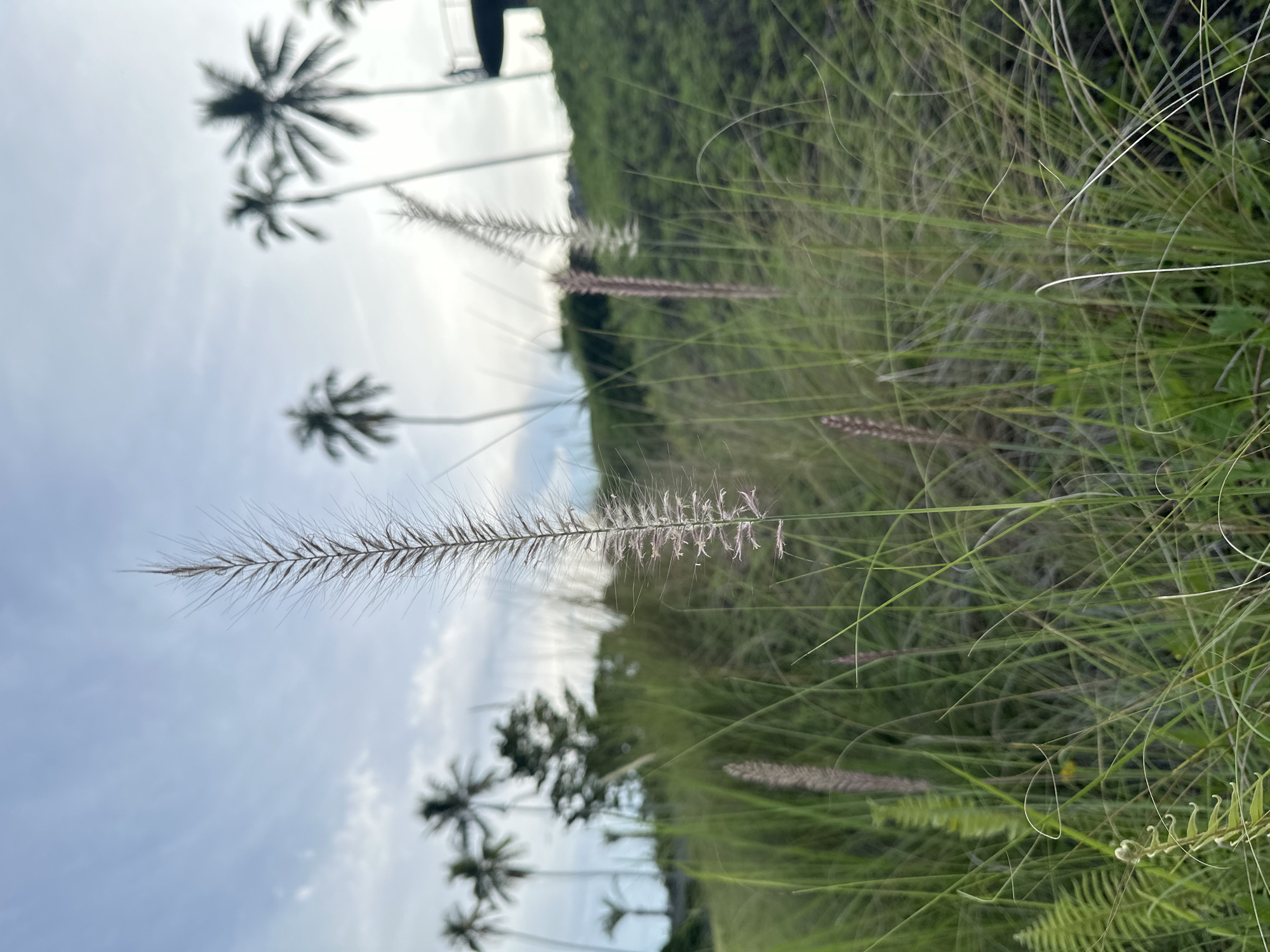 A tall, feathery stalk of wild grass is in sharp focus in the foreground, its delicate filaments reaching towards a pale blue, cloud-streaked sky. Behind it, the landscape of Baan Lipa Noi, Thailand, unfolds with lush green vegetation and the silhouetted forms of several palm trees. The ground slopes upwards, covered in dense, wild grasses and some ferns, with a hint of a building structure visible on the upper right. The lighting suggests late afternoon or early morning.