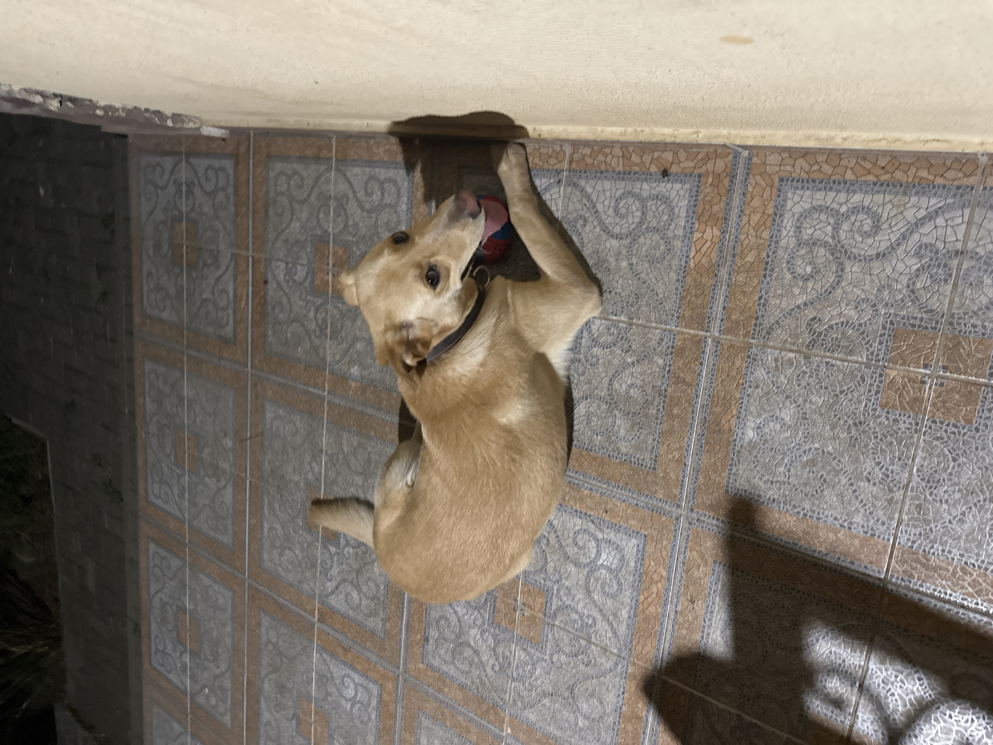 A light-brown dog with a black collar lies on a tiled floor, resting its head on a multicolored ball. The dog is facing left, with its body curled. The tiled floor has a geometric pattern in shades of gray and orange. A light-colored wall is visible to the right of the dog, casting a shadow. The background shows a dark, outdoor area with some foliage. The image appears to be taken at night. The location of Sochi, Russia is not discernible from the image.