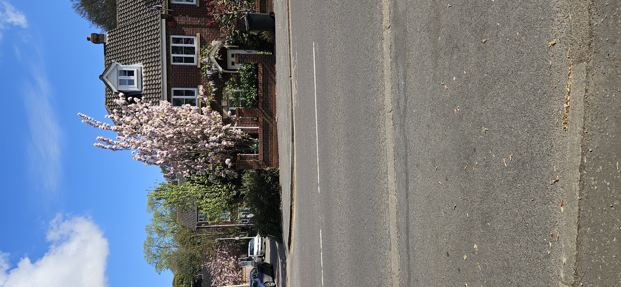 This image captures a quiet residential street scene in Norwich, United Kingdom, on a bright, sunny day, likely in spring given the prominent blossoms.
On the left side of the frame, a two-story brick house with a dark tiled roof is visible. It features multiple white-framed windows, including a distinctive dormer window on the roof. A chimney stack protrudes from the roofline. The front of the house is adorned with climbing plants, and a black rubbish bin is situated near the front door. A large cherry blossom tree with abundant pink and white flowers stands prominently in front of the house, its branches extending towards the sky. Other green trees and bushes are also visible behind and to the left of the house.
The right side of the image is dominated by a grey asphalt road. A solid white line runs along its length, marking what appears to be a parking or cycle lane boundary. Further down the road, two parked cars, a white van and a darker sedan, are partially visible. The road surface shows some debris, possibly fallen petals or leaves, particularly near the curb line. A narrow pavement or verge runs alongside the road, separating it from the houses.
The sky above is a clear, vibrant blue with a few scattered white cumulus clouds, indicating good weather. There are no people visible in the scene, suggesting a peaceful, everyday moment. No explicit text or signage is discernible in the image.