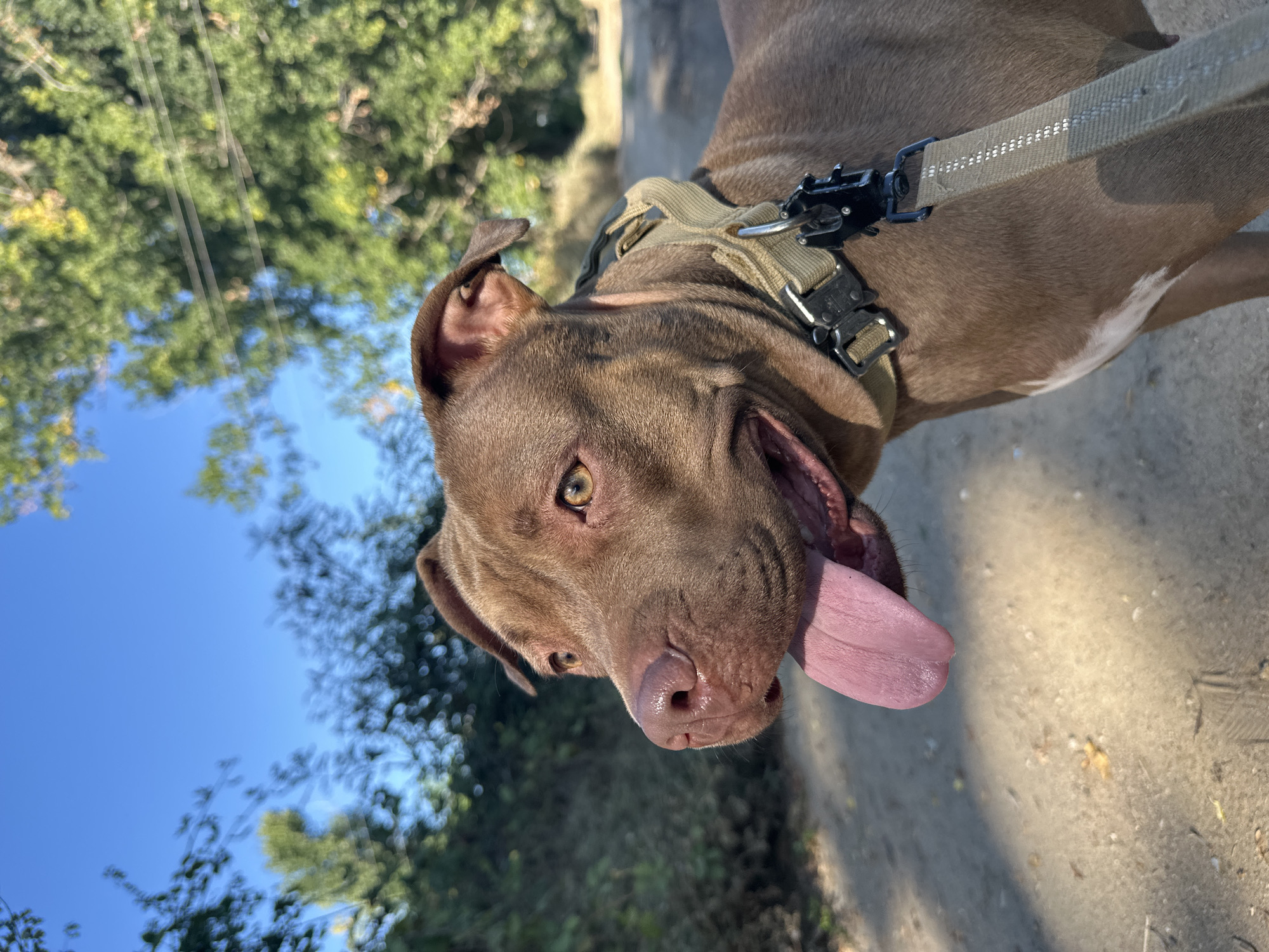 A medium shot captures a brown pit bull on a dirt path with its tongue hanging out, panting in a sunny outdoor environment. The dog, wearing a tan collar with a black buckle and a leash, faces left, its head turned slightly towards the camera. The background features lush green trees and foliage under a clear blue sky. The dirt path is visible in the foreground and recedes into the background, suggesting an outdoor setting such as a park or rural area. There is no indication that the image was taken in Malevo, Bulgaria.