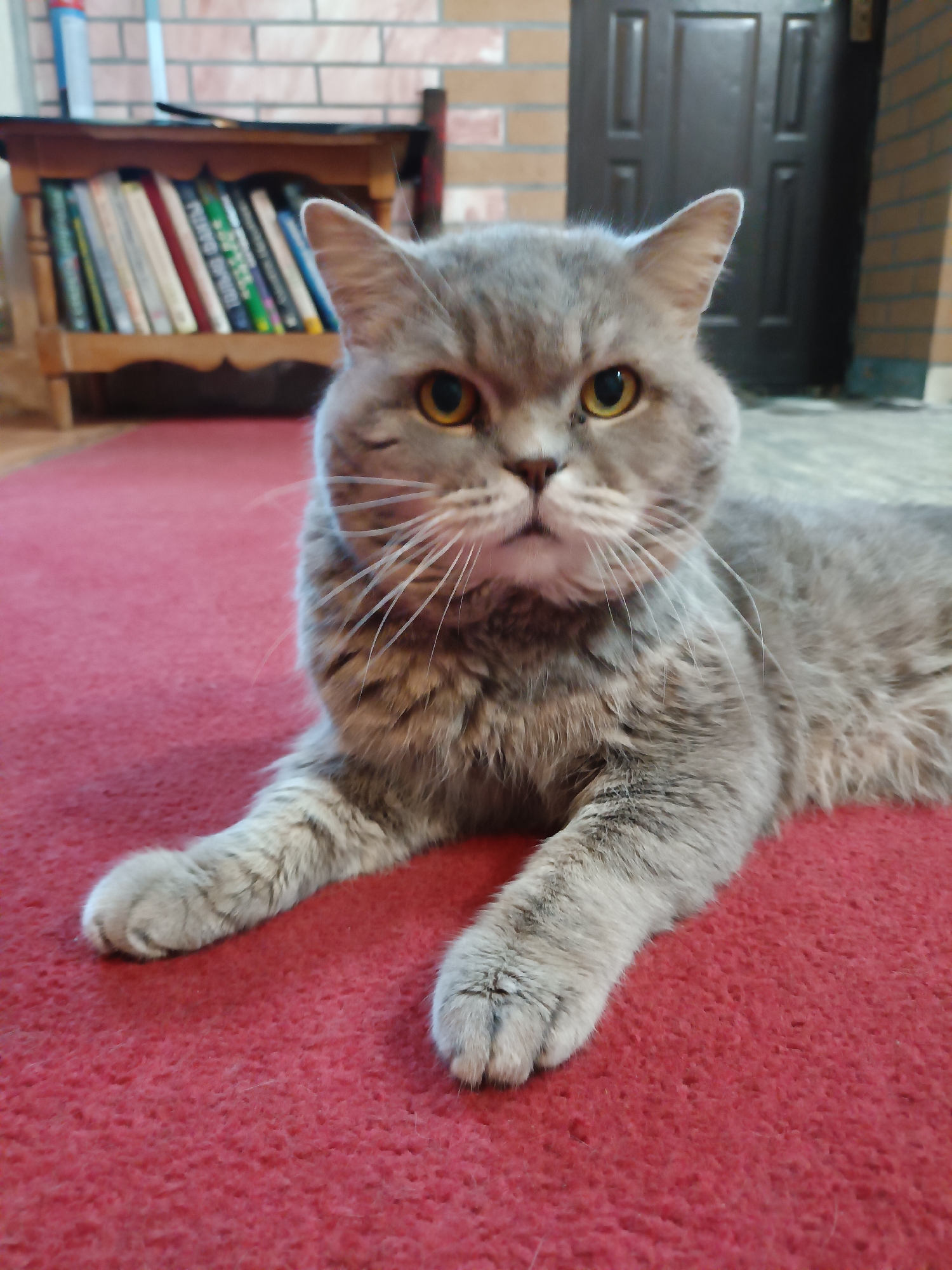 A grey Persian cat with yellow eyes is lying on a red carpet. The cat is looking directly at the camera. In the background, there is a wooden shelf filled with books, a brick wall, and a dark brown door. The image appears to be taken indoors. The scene is not identifiable as being located in Bataysk, Russia.