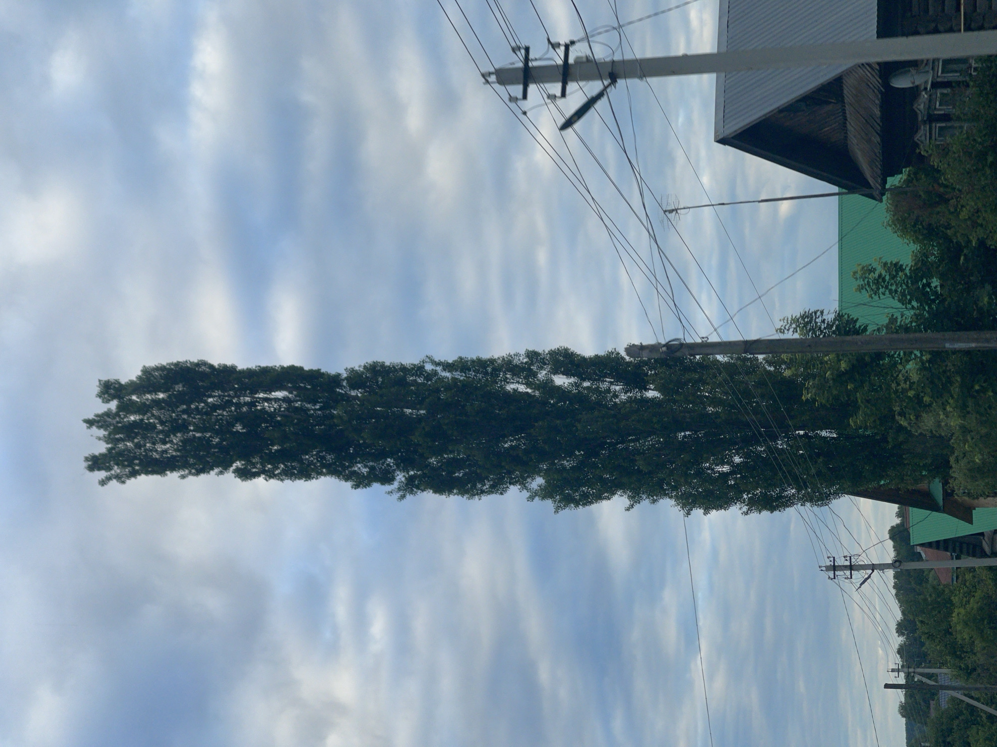 A tall, narrow poplar tree stands prominently in the center of the frame, reaching towards a cloudy sky. To the right of the tree, a dark wooden house with a corrugated metal roof is visible, partially obscured by foliage. Power lines crisscross the sky, supported by utility poles. In the background, other houses with green roofs and dense green trees suggest a semi-rural or suburban setting. The overall lighting indicates an overcast day.