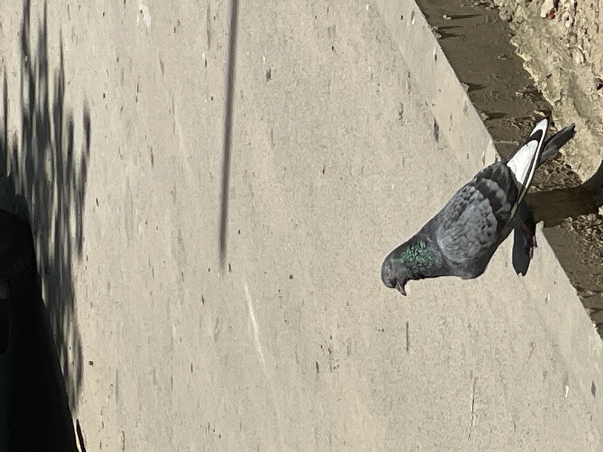 A pigeon stands on a concrete ledge in Cahul, Moldova. The pigeon is predominantly grey with iridescent green and purple feathers on its neck. Its tail feathers are white with black tips. The ground is a light-colored concrete surface with scattered debris. A shadow, likely from a tree or structure, stretches across the ground from the upper left to the right. The background is out of focus but appears to be a road or pathway.