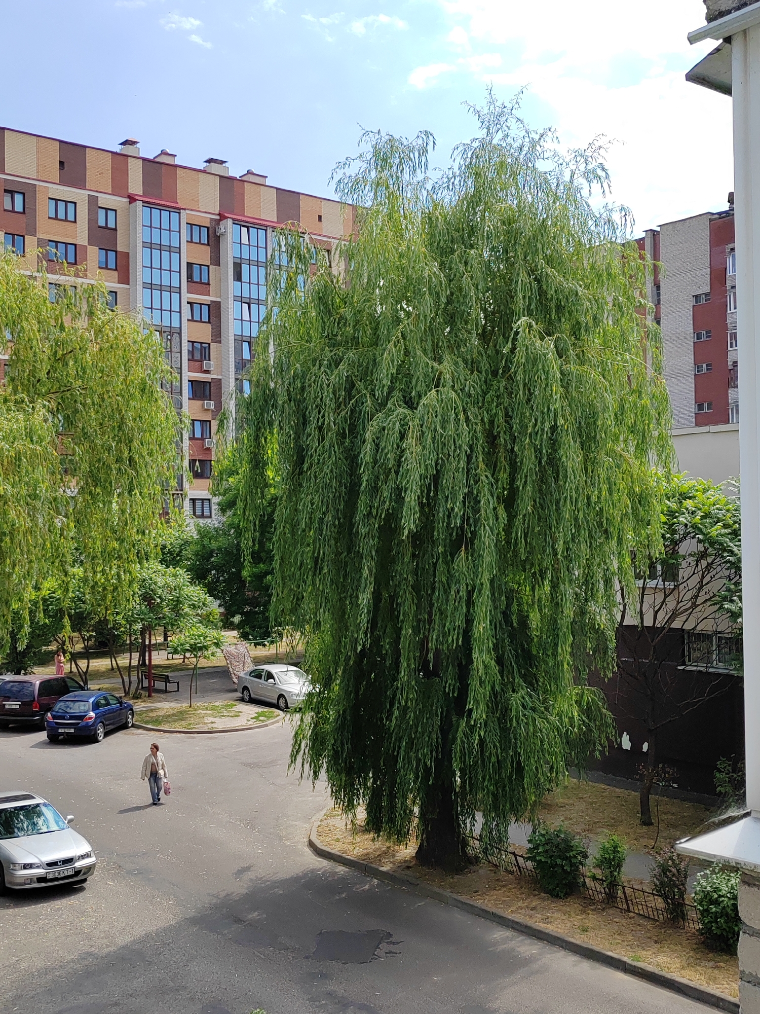 This is an outdoor, eye-level shot taken on a sunny day in a residential area, likely a courtyard, within the city of Brest, Belarus. A large weeping willow tree dominates the center of the frame, its long branches cascading downwards. In the background, a modern apartment building with a striped brick facade and blue-tinted windows is visible. To the right, another apartment building with red and white brick is partially obscured by the willow.
In the foreground and mid-ground, a paved area serves as a street or parking lot. Several cars are parked: a silver sedan on the left, a dark blue hatchback and a dark red minivan on the left side of the paved area. A lone woman walks across the paved area, carrying a pink bag in her right hand. She is wearing a light-colored jacket and dark pants. The ground is asphalt, with patches of dry grass and small bushes along the edges. A low metal fence runs along a section of the grassy area to the right of the willow tree. The sky is blue with scattered white clouds.