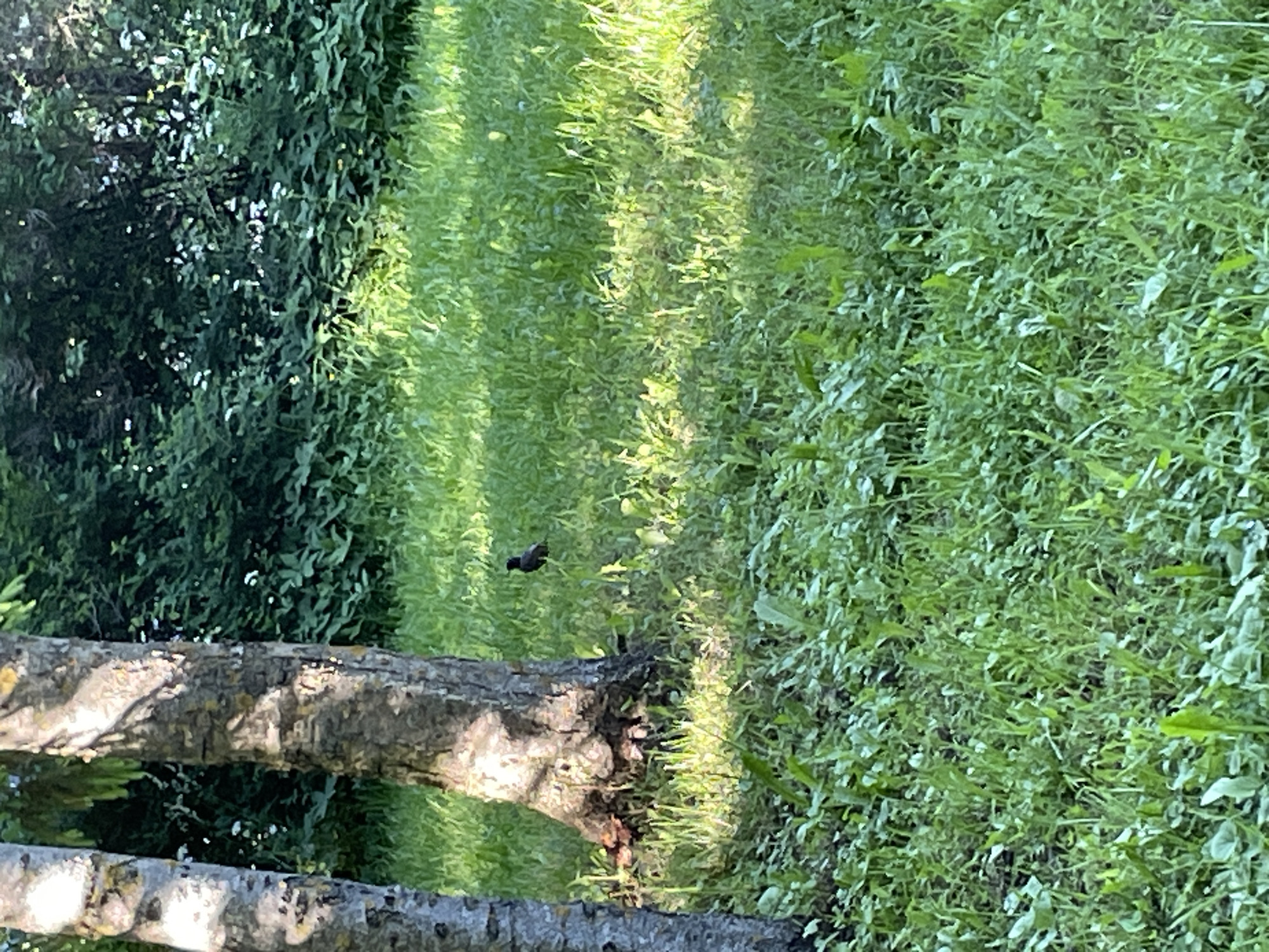 The image depicts a close-up view of a grassy area with two tree trunks in the foreground on the left side. The tree on the right has a rough, textured bark. In the mid-ground, a small dark bird is standing on the grass, facing right. The background consists of dense green foliage. The scene appears to be outdoors, likely in a park or garden, with sunlight filtering through the leaves, creating dappled light on the grass. There is no visible indication of the city of Tallinn, Estonia.