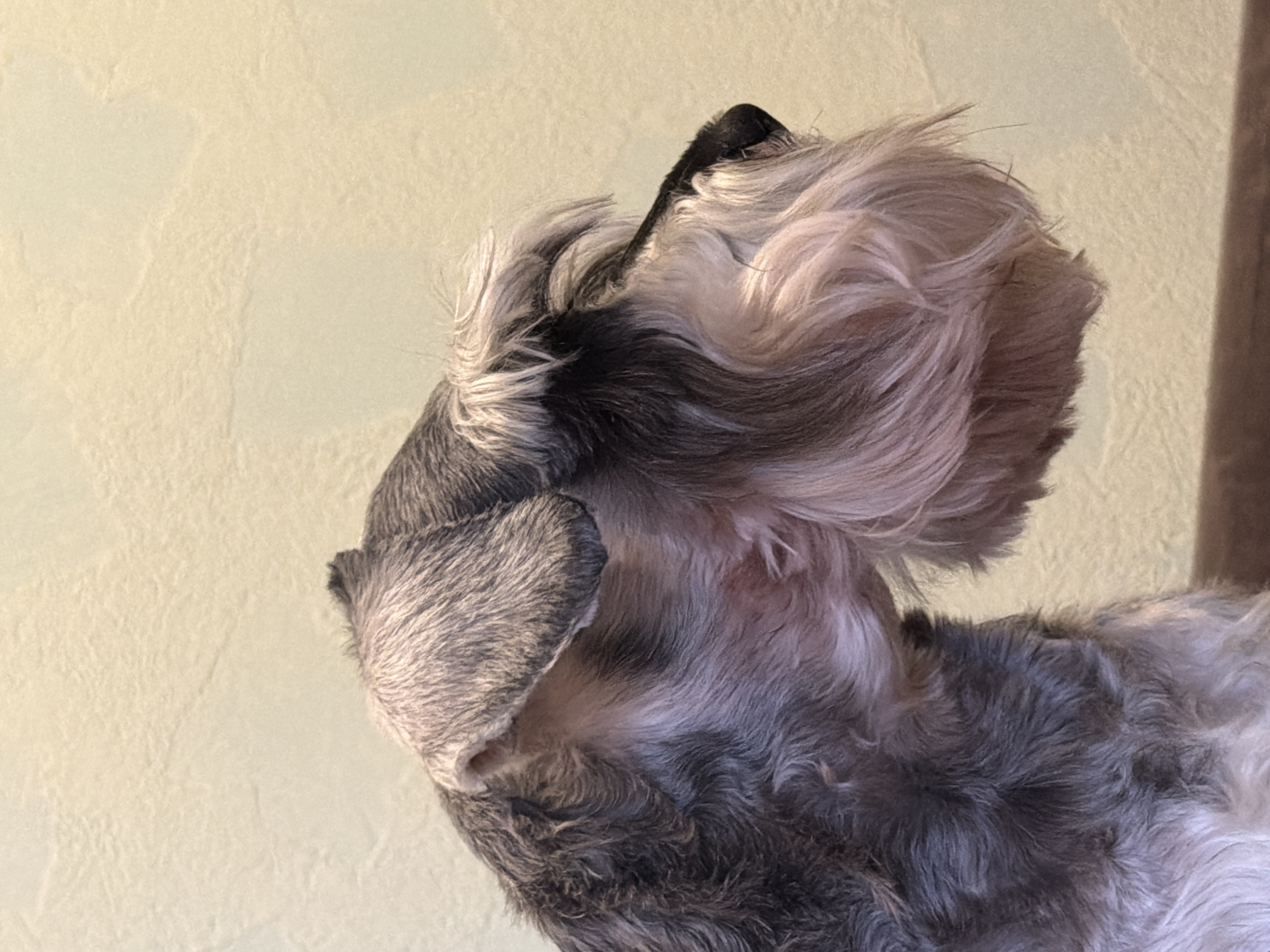 This is a close-up profile shot of a miniature schnauzer dog against a light yellow, textured wall. The dog's fur is a mix of grey and white, with darker grey accents around its ears and muzzle. Its beard is bushy and light-colored. The dog is facing to the right, with its nose and part of its eye visible. The background is out of focus. There are no people or other objects visible in the image, and no indication of its location in Chaikovsky, Russia.