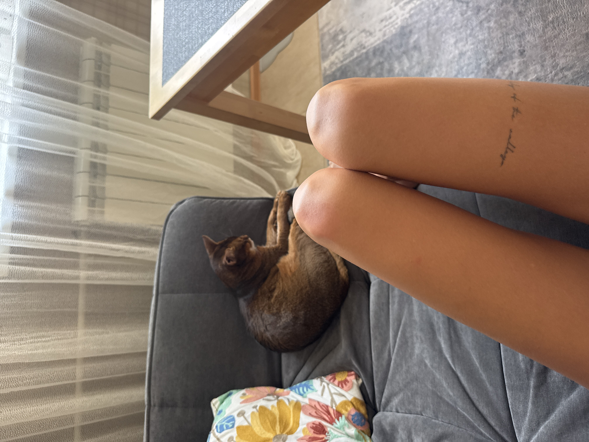 An indoor scene shows a person's legs in the foreground, with knees visible. The person is seated on a dark gray couch, on which a patterned cushion with floral designs is placed. To the left of the cushion, an Abyssinian cat with reddish-brown fur is lying down, facing away from the camera. Behind the couch, sheer white curtains are drawn over a radiator. To the right of the couch, a wooden table with a dark gray surface is partially visible. The background also shows a gray carpet and a textured wall. The image appears to be taken in a residential setting, possibly an apartment.