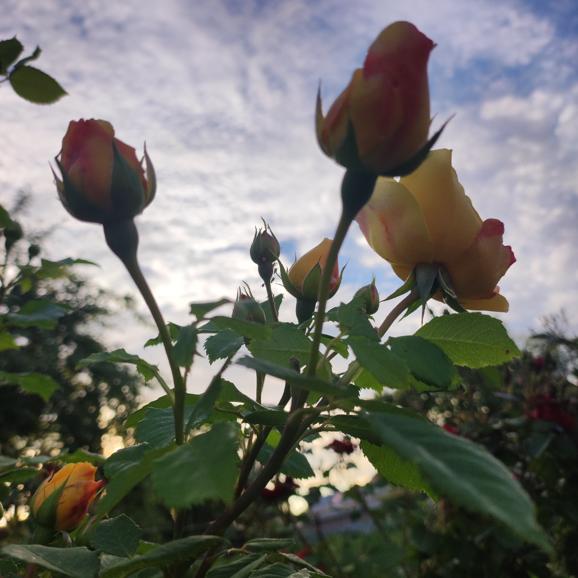 The image captures a close-up view of several rose buds and one partially opened rose, silhouetted against a cloudy sky. The roses exhibit a gradient of colors, transitioning from yellow at the base to pinkish-red at the tips of their petals. They are situated on thorny stems with green leaves, some of which appear slightly damp, suggesting recent rain or dew. The perspective is low-angle, looking up towards the sky and the roses, creating a sense of their upward growth. In the background, out-of-focus foliage and bokeh lights suggest a garden or park setting, with hints of other red flowers. The sky is filled with wispy, white clouds against a pale blue backdrop, indicating it might be daytime, possibly late afternoon or early evening due to the soft lighting. There are no people or visible text in the image. The overall mood is serene and natural, highlighting the beauty of the unfolding rose blossoms.