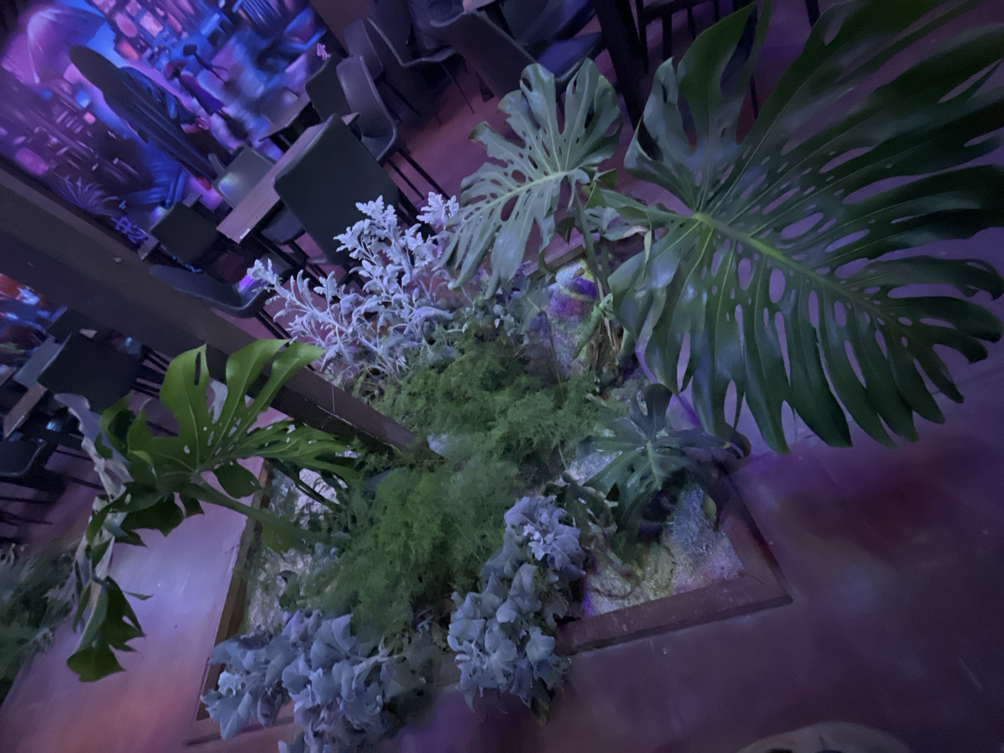 The image shows a plant box filled with various plants, including Monstera, ferns, and silvery-leaved plants. The box is positioned in what appears to be a restaurant or cafe setting, indicated by the presence of tables and chairs in the background. The background also features a blurred wall with a mural depicting a city scene in blue and purple tones. The overall lighting is dim and has a purplish hue. The location is unidentified, but the requested city is Arica, Chile.