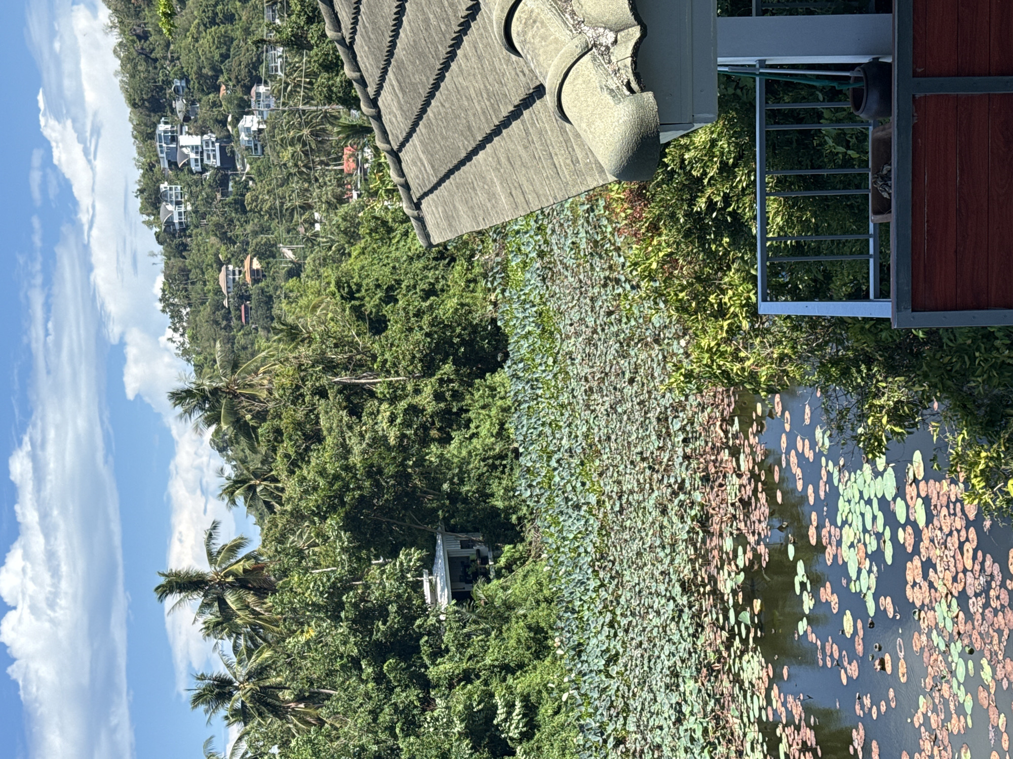 The image captures a view of a lily-covered pond in Baan Harn, Thailand, from an elevated perspective. A section of a tiled roof and a balcony railing are visible in the foreground. Beyond the pond, dense tropical vegetation covers the landscape, with occasional structures of buildings on a hill in the background. The sky is blue with scattered clouds. The pond is filled with a mix of green and reddish-brown lily pads.
