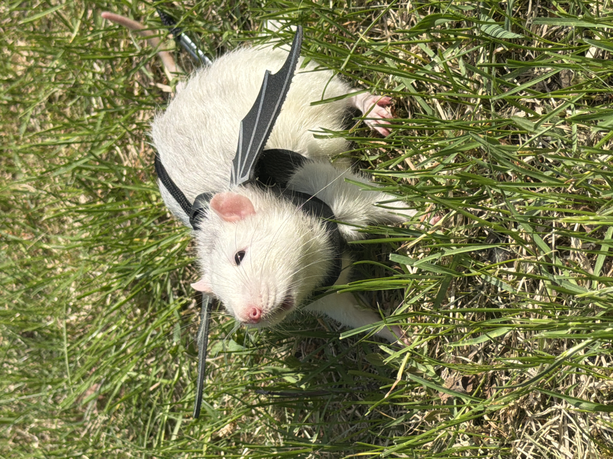A white pet rat is outdoors on green grass. The rat wears a black harness with small black wings attached. The rat is also on a leash. The image does not contain sufficient information to ascertain the location as Dubovaya, Russia.