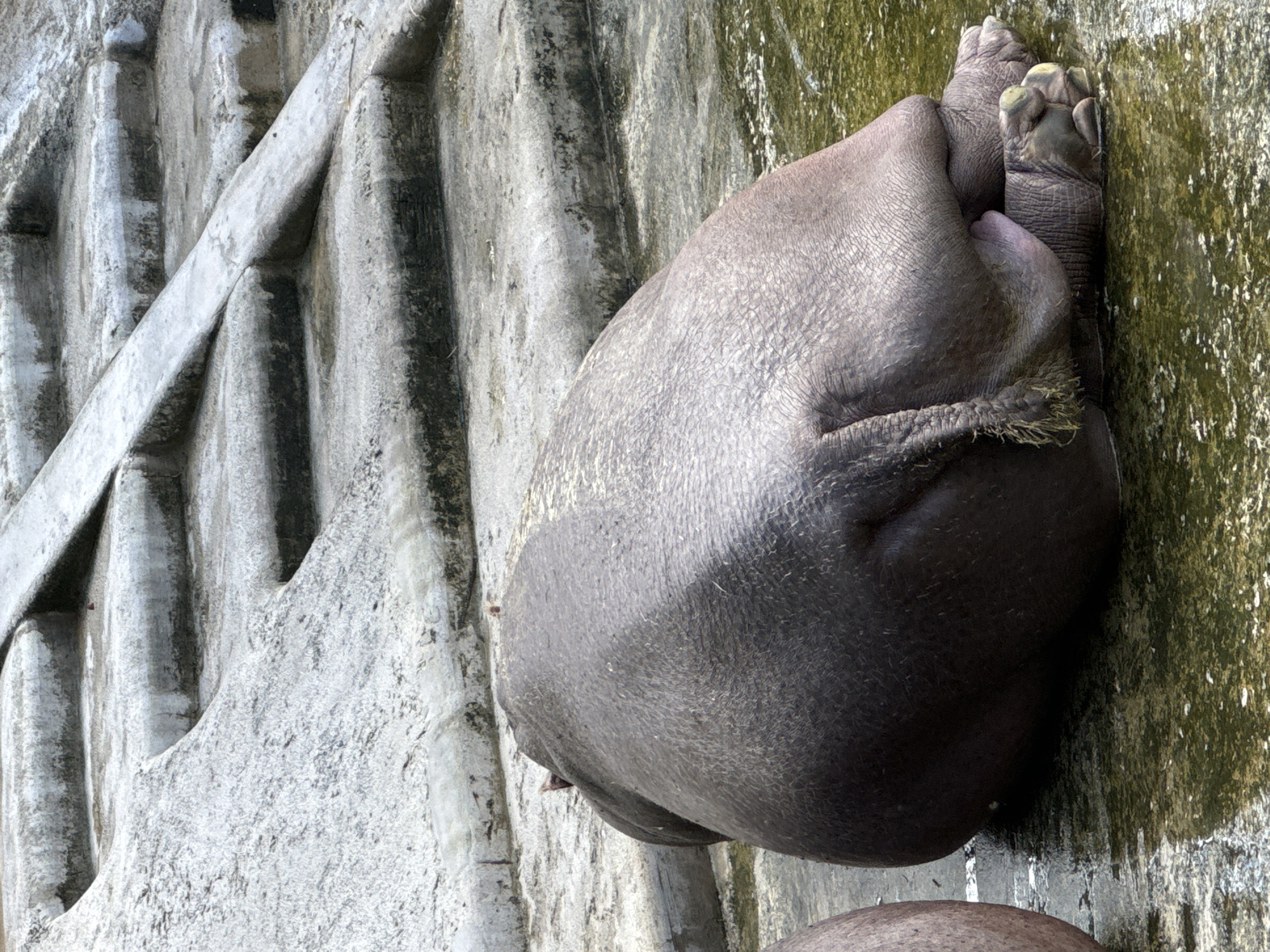 A hippopotamus is lying on its side in an enclosure in the Buenos Aires Zoo, Argentina. Its feet are pressed against a green, mossy wall. A concrete wall with patterned indentations is to the left of the hippo. Another hippo’s head is visible at the bottom of the frame.