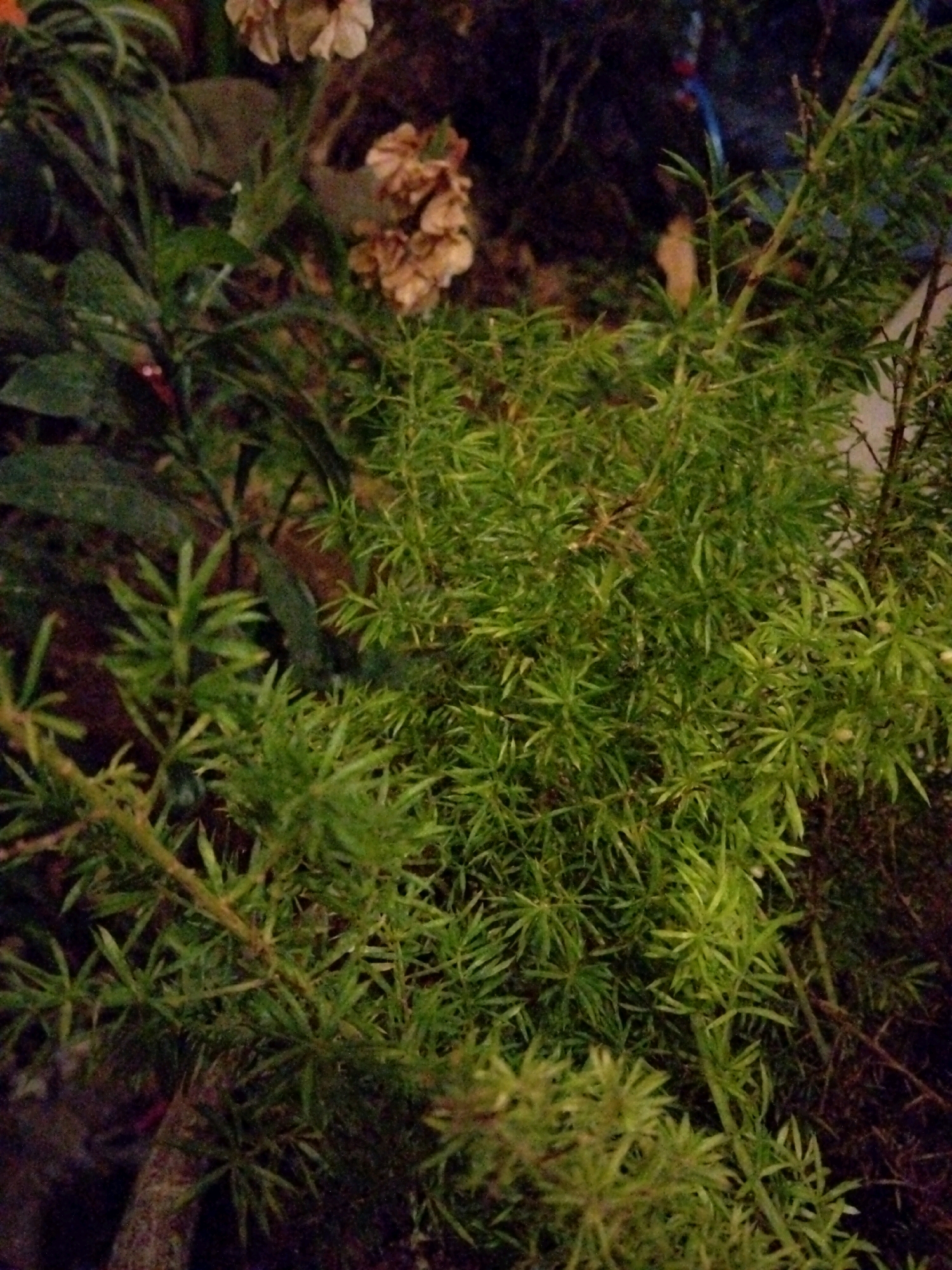 This is a close-up, ground-level shot of a dense cluster of green, needle-like foliage. The plant appears to be a type of Asparagus fern, with its feathery, light-green leaves forming a lush canopy. In the background, partially obscured by the foliage, are hints of darker green leaves and some dried, light-brown flowers. The overall impression is one of an overgrown, naturalistic planting. The image lacks any contextual clues that would place it in Cikal, Indonesia.