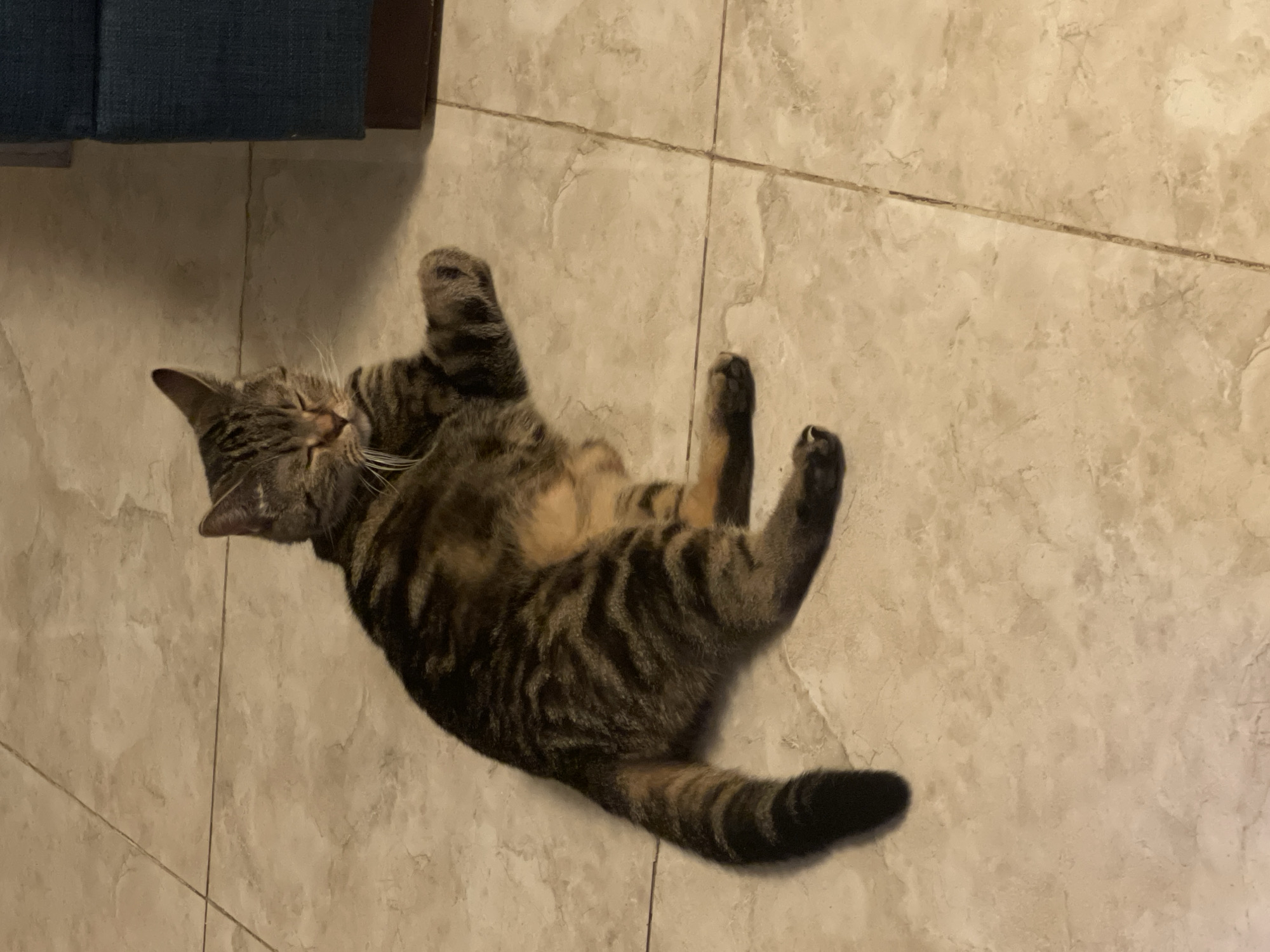 A brown and black tabby cat is lying on a tiled floor. The cat is facing left and its eyes are closed. Its paws are extended in front of it. In the background, there is a dark blue sofa. The image is an indoor photograph, possibly taken in a home in Amman, Jordan.