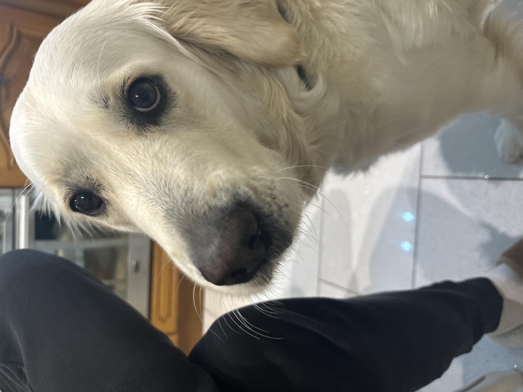 The image depicts a light-colored dog, likely a Golden Retriever, positioned in the right two-thirds of the frame, looking upwards and slightly left. The dog has dark eyes, a dark nose, and visible whiskers. To the left, a human leg is visible from the upper thigh to the foot, clad in dark trousers and light-colored slippers or house shoes. The scene takes place indoors on a light-tiled floor with visible grout lines and reflections of overhead light sources. In the blurred background, wooden cabinetry and a metallic appliance are discernible, suggesting a domestic kitchen or living area. The dog appears to be engaging with the person. The location is specified as the city of London, United Kingdom.
