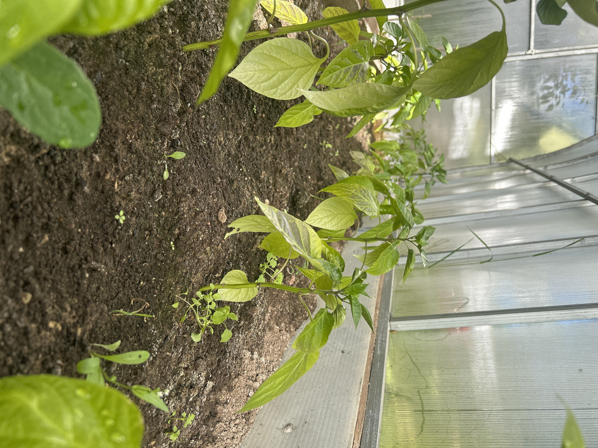 The image shows a close-up view of young pepper plants growing in a greenhouse located in the city of Leningradskaya, Russia. The plants are in rows, with dark soil around their roots. Sunlight filters through the translucent roof and sides of the greenhouse, illuminating the vibrant green leaves. Some of the leaves have water droplets on them, suggesting recent watering. The greenhouse appears to be constructed with a wooden frame and corrugated plastic panels. Several small weeds are also visible growing among the pepper plants.