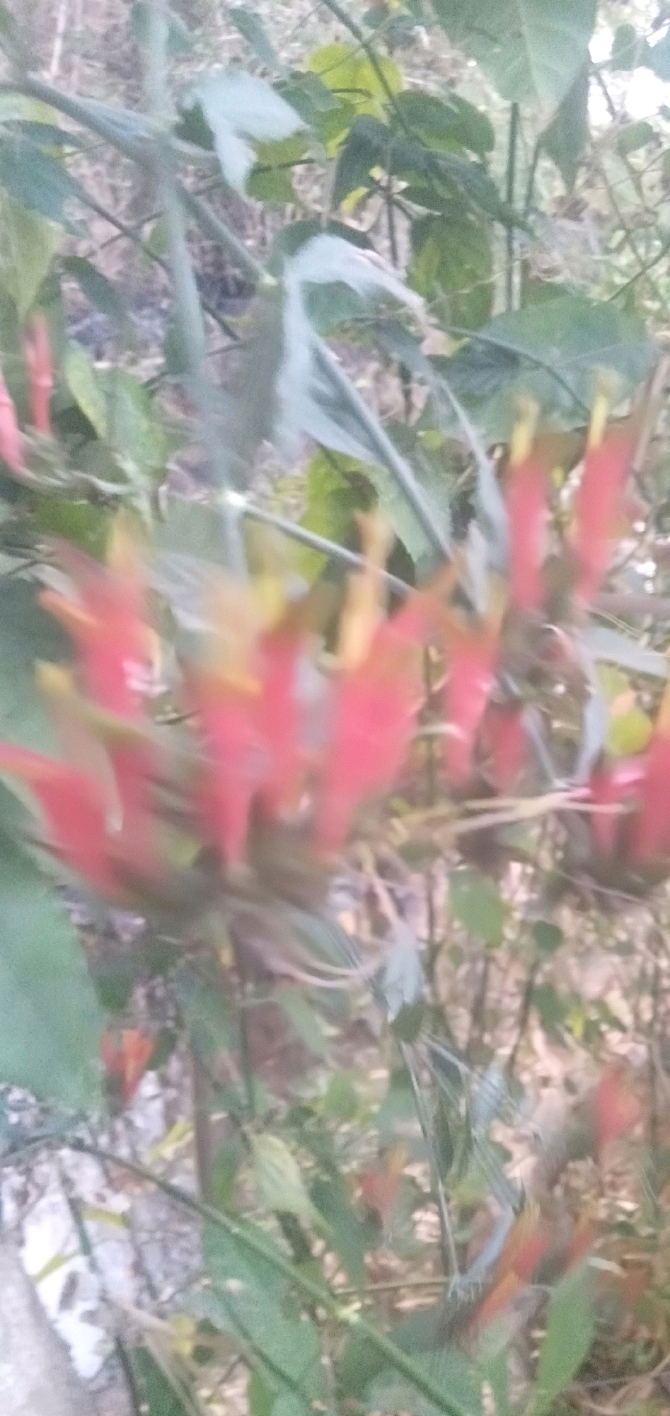 The image shows a close-up of a plant with bright red and yellow flowers, possibly a species of shrimp plant or a similar tropical bloom. The flowers are clustered together, appearing tubular and elongated. They are set against a backdrop of green leaves and stems, with hints of dry, brown foliage and possibly soil or ground cover visible in the background. The lighting suggests it might be outdoors, possibly in a garden or natural setting. The image is slightly blurred, giving a soft focus effect. There are no people or specific landmarks to indicate a precise location within Plemahan, Indonesia, beyond the general natural environment.
