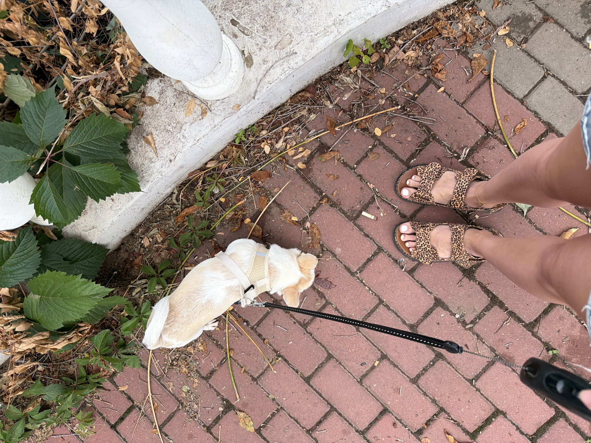 A small, light-colored dog wearing a tan harness is on a black leash, sniffing at the red brick pathway. The dog's tail is curled over its back, and its head is down. The person holding the leash is wearing leopard-print sandals and denim shorts. The pathway is bordered by a concrete ledge with dry leaves and green vines. This scene is not identifiable as being in Semiluki, Russia.