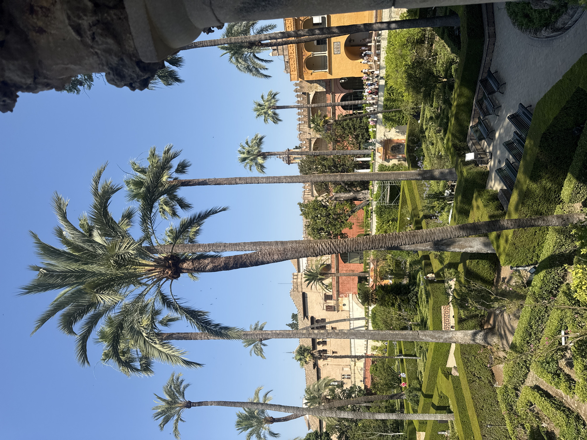 The image depicts a sunlit view of the Alcázar of Seville, Spain, a royal palace with a rich history and stunning gardens. In the foreground, several tall palm trees with lush green fronds dominate the scene, their trunks textured and weathered. The background reveals the intricate architecture of the Alcázar, with its characteristic reddish-orange and yellow facades, arched windows, and crenellated walls.
The gardens below are meticulously manicured, featuring geometric hedges forming a labyrinthine pattern. Several park benches are visible on a paved pathway, suggesting a place for visitors to rest and admire the surroundings. In the middle ground, a group of people are walking along a raised walkway, observing the gardens and the palace. The sky is a clear, vibrant blue, indicating a warm and sunny day. The overall impression is one of serene beauty and historical grandeur.