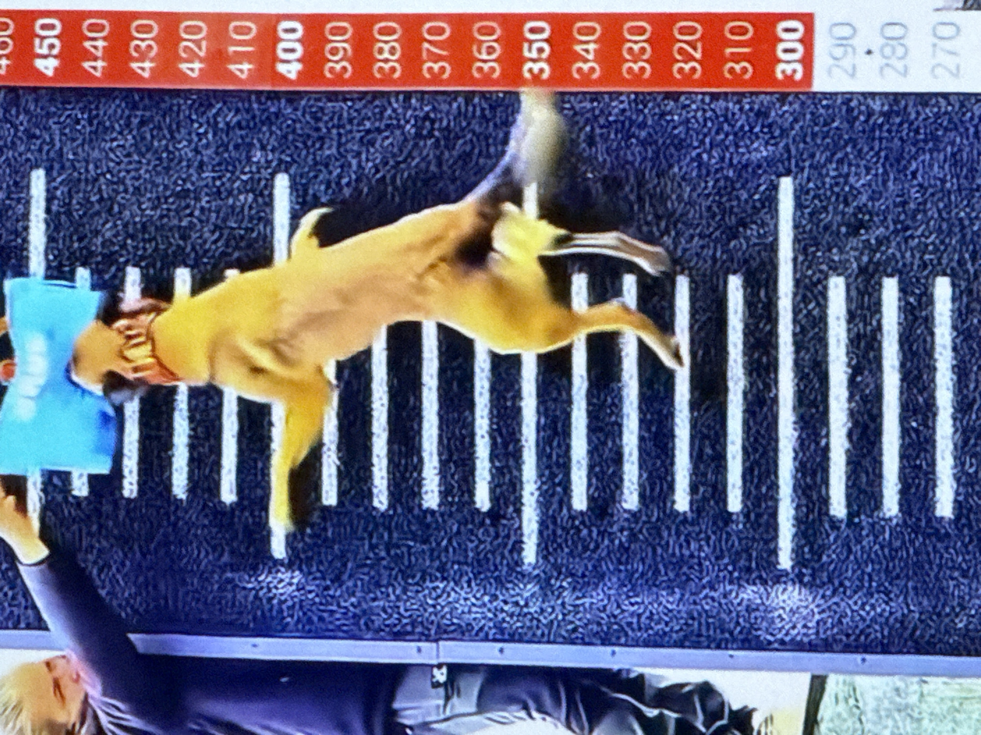 In the city of Cahul, Moldova, a dog is performing a vertical jump test. A person stands to the left, holding a blue object. The dog, a light brown Belgian Malinois with a red collar, is mid-air, reaching for the object. A measurement scale is visible on the right, indicating the dog's jump height. The background is a dark blue textured surface with white horizontal lines marking increments.