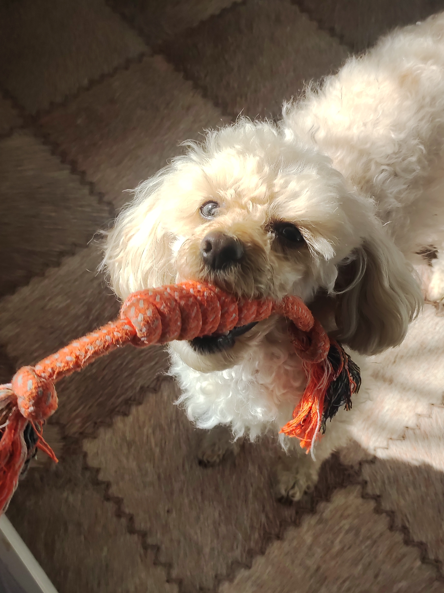 A cream-colored dog with curly fur is playing with an orange rope toy in a room. The dog is looking up at the camera with its mouth holding the toy. The toy has knots and frayed ends. The dog is on a rug with a geometric pattern of brown and beige squares. Sunlight is casting shadows on the floor. The image is taken from a high angle.