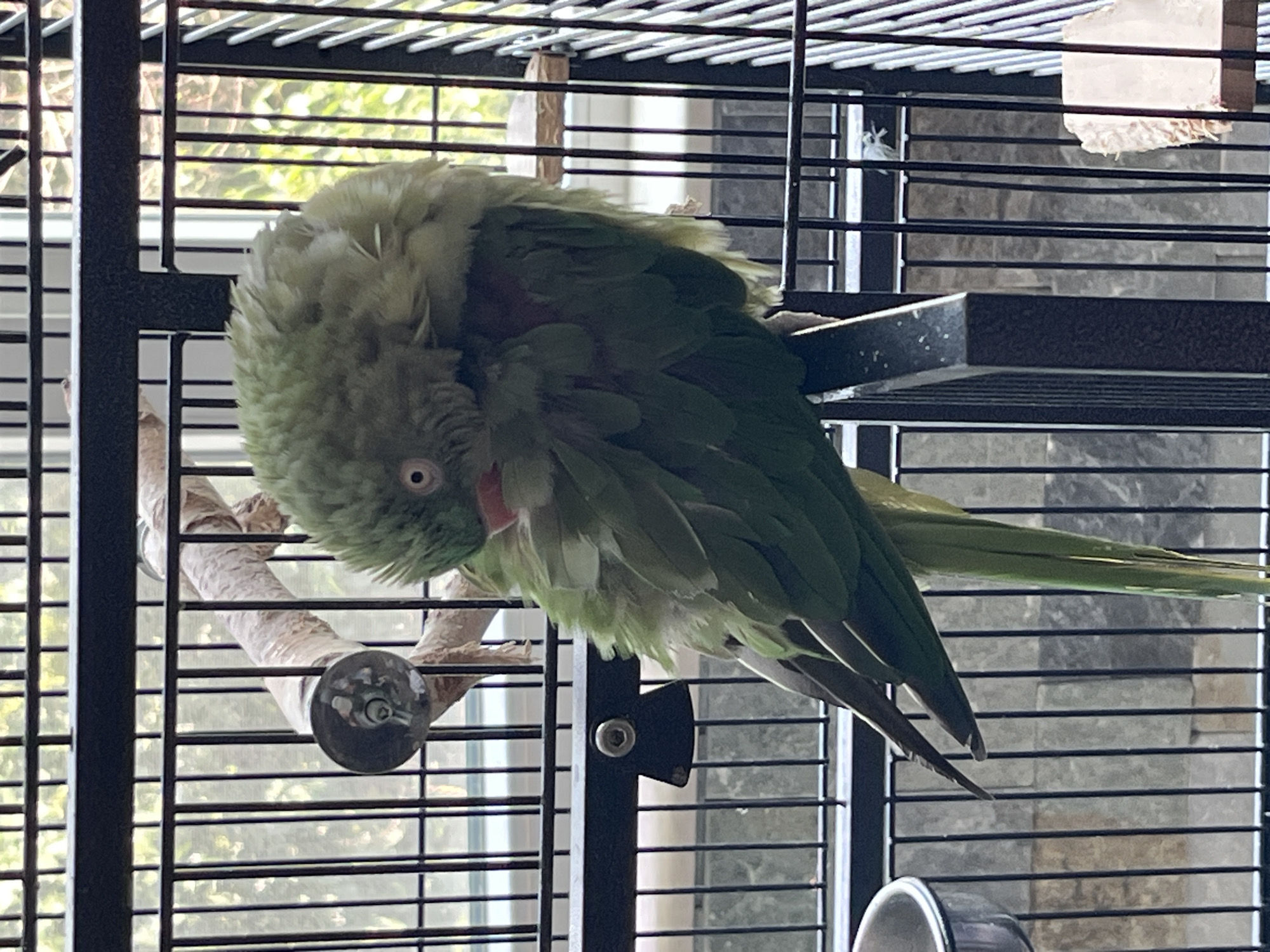 The image displays a green parrot situated within a black metal wire cage in Pazardzhik, Bulgaria. The parrot, characterized by its predominantly green plumage and a visible reddish patch on its upper chest, is depicted with its head tilted sharply downwards and to its right (viewer's left). Its head and upper body feathers appear fluffed. A light pink beak is partially discernible, and one eye with a dark pupil and a pale iris is clearly visible. The bird is perched on a horizontal black metal bar that forms part of the cage structure.
Within the cage, behind the parrot, a natural wooden branch serves as an additional perch. To the left of the parrot, a silver-colored, bell-shaped object is attached to the cage bars. In the lower-left corner, a partial view of a shiny metal bowl is present. In the lower-right corner, a white, textured block, consistent with a chew toy, rests upon a small wooden platform. The background, visible through the cage bars, is out of focus, revealing blurred green foliage, light-colored architectural elements resembling stacked blocks or bricks, and discernible vertical and horizontal lines suggestive of a window frame or adjacent building structure in an outdoor environment.