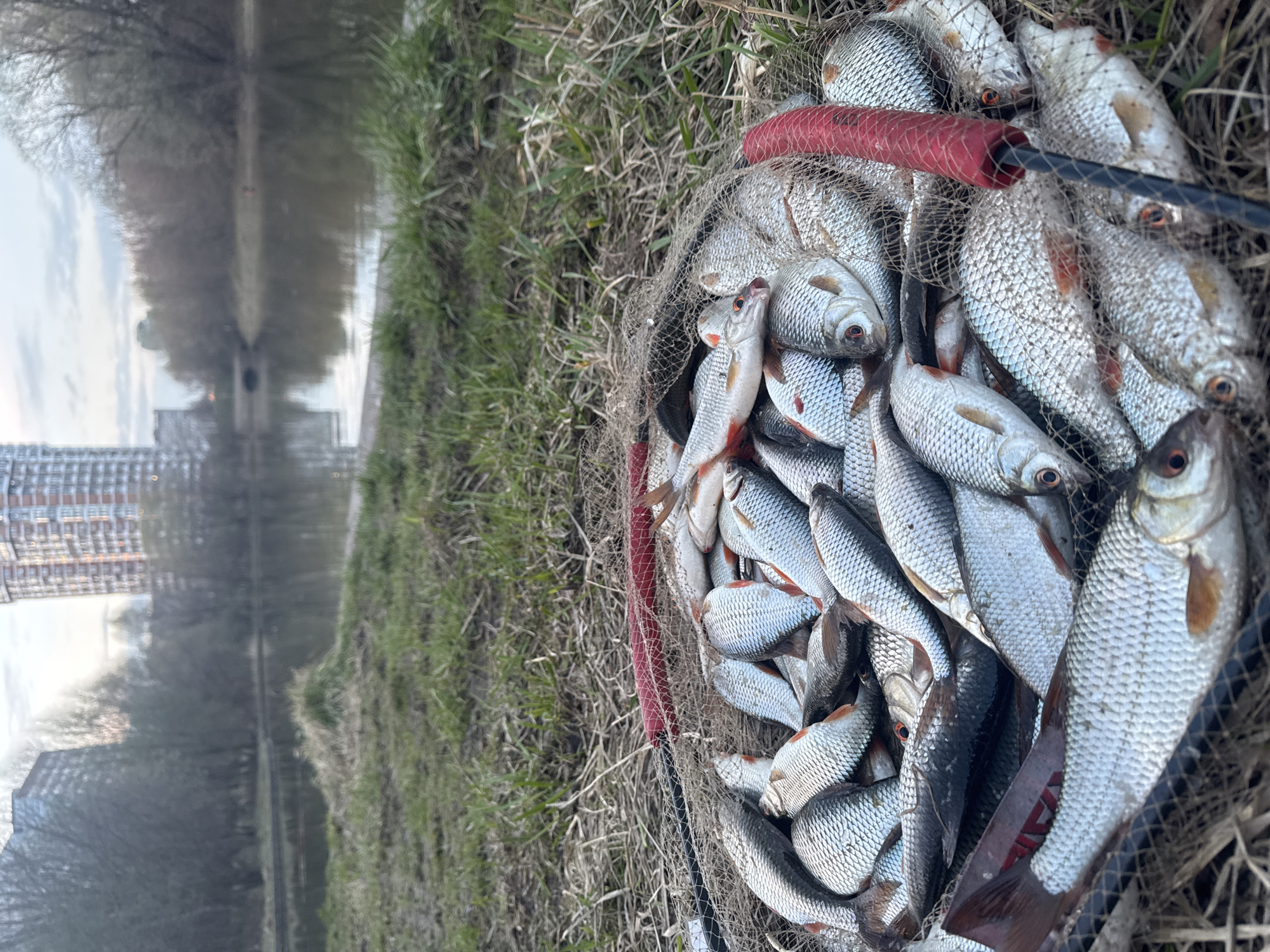 The image depicts a fishing net filled with numerous roach fish, laid on grass beside a body of water. The buildings reflected in the water suggest an urban environment, likely in Moscow, Russia. The fish are silvery with red fins, characteristic of roach. The net is made of light-colored mesh and has a red and black handle. The environment is outdoors, with grass and a waterway in the background.