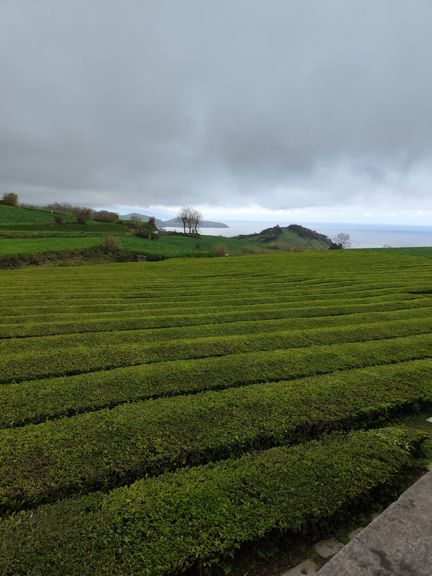 The image shows a vast tea plantation in Ribeira Grande, Portugal, under a cloudy sky. The rows of tea bushes stretch across the landscape, neatly trimmed into uniform shapes. In the background, green hills and a body of water can be seen. Several trees, some bare of leaves, dot the horizon. The overall scene depicts a cultivated agricultural landscape with a natural backdrop.