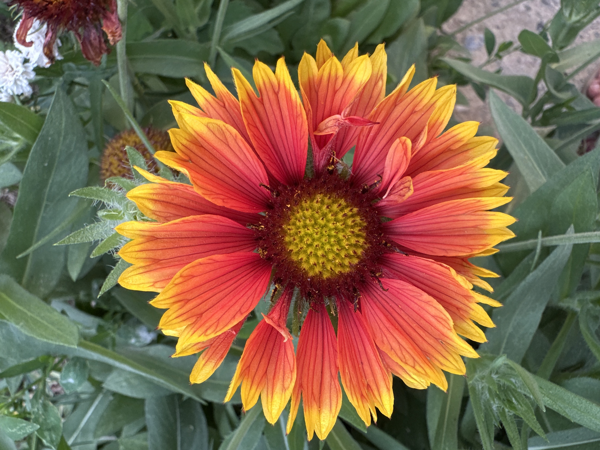 A close-up, high-angle shot showcases a vibrant Gaillardia flower, also known as Blanket Flower, in full bloom. The flower's petals exhibit a striking gradient of color, transitioning from a deep red at the base to a bright yellow at the tips. The center of the flower is a dense cluster of tiny yellow florets, surrounded by a darker, reddish-brown disc. The flower is set against a backdrop of lush green foliage, with some blurred out-of-focus elements suggesting other plants in the vicinity. The image appears to be taken outdoors in a natural setting, possibly a garden. There is no indication of human presence or activity within the frame. The scene is serene and natural, focusing solely on the beauty of the flower. This image was captured in Bakay-Ata, Kyrgyzstan.