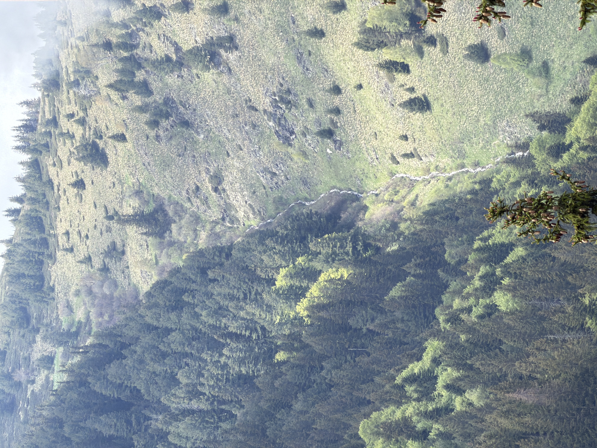 The image depicts a mountainous landscape in Rilski Manastir, Bulgaria. A steep hillside slopes downwards, covered in a mix of grassy vegetation and scattered trees. A narrow stream or small river meanders down the slope, creating a light-colored line against the green and brown backdrop. The lower portion of the hillside is densely forested with coniferous trees. Branches from a tree are in the foreground on the right side of the image. The sky is overcast.