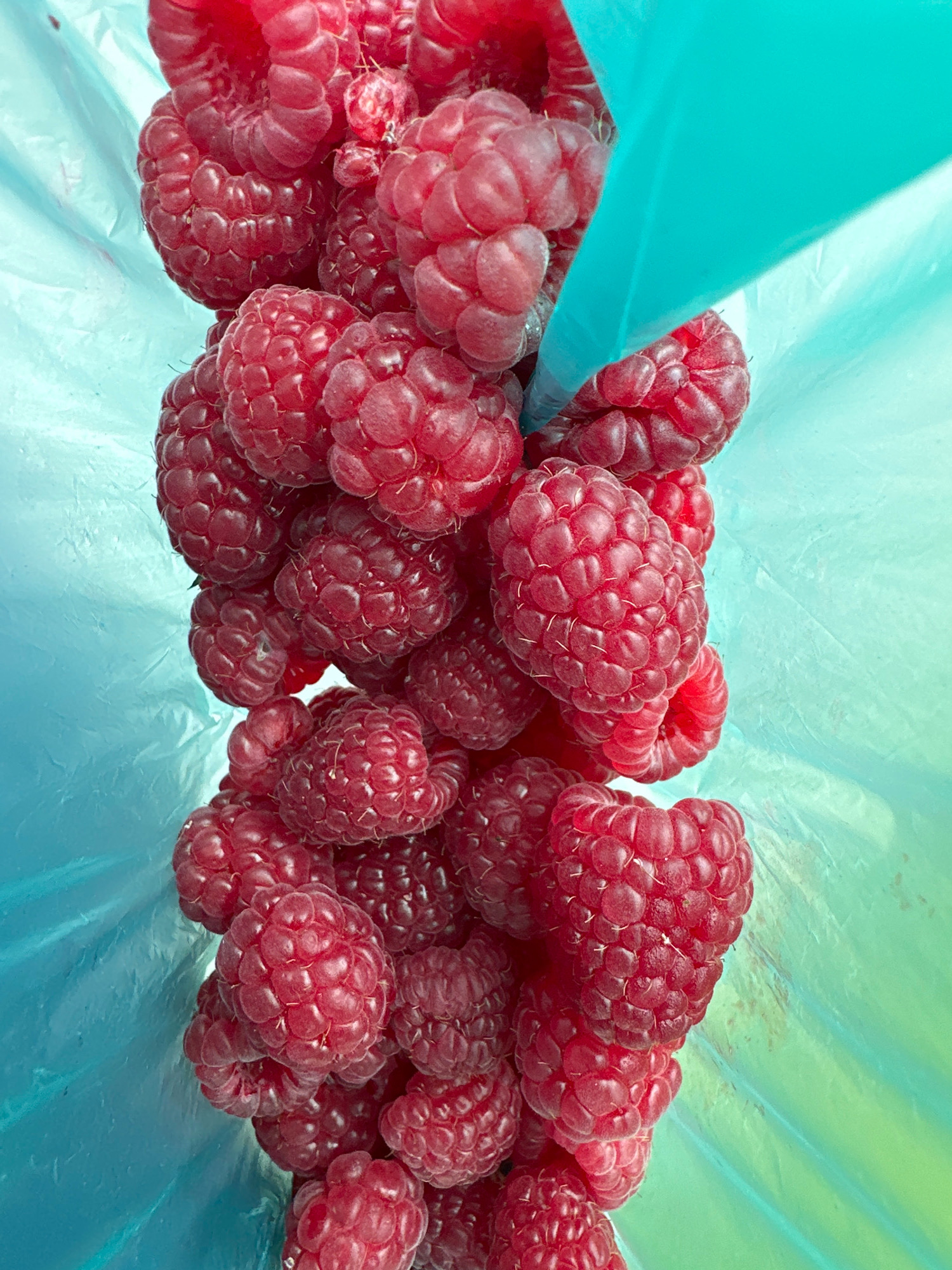 A close-up, vertical, eye-level shot captures a pile of ripe raspberries spilling out of a bright teal plastic bag. The raspberries are a deep red and appear plump and textured, with each individual drupelet clearly visible. The plastic bag has a slightly wrinkled texture and is illuminated from behind, creating a gradient of light from teal on the left to a lighter, greenish-blue on the right. No people or animals are visible in the image. The scene appears to be indoors or in a shaded outdoor area, as there are no direct shadows. The image was taken in Vidnoye, Russia.