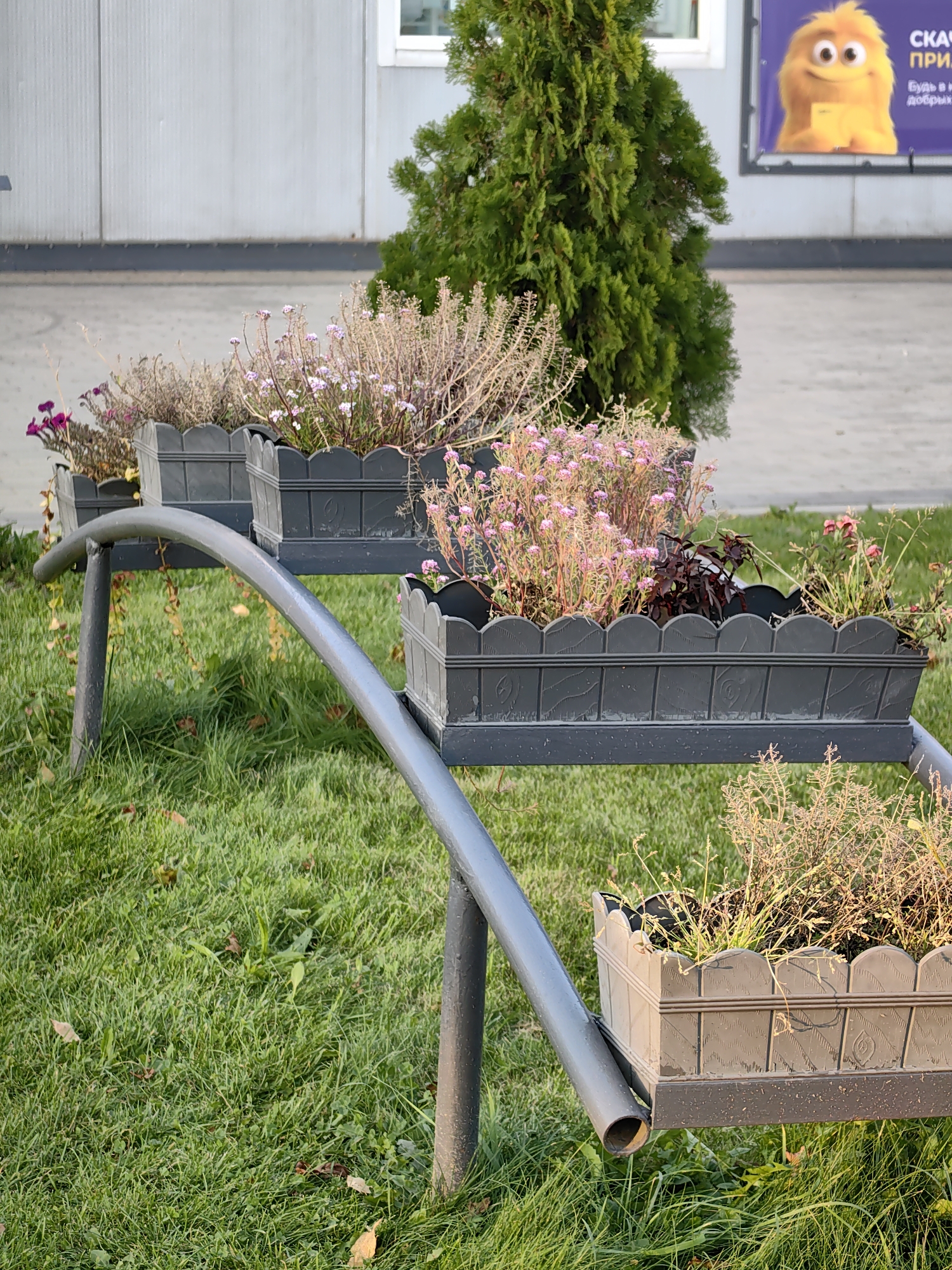 In Fanipal, Belarus, a tiered planter display features dark grey, rectangular flower boxes, each with a decorative scalloped edge. The boxes are filled with various plants, including those with small pink flowers and dried, wispy foliage. A metallic grey, curved support structure holds the planters, with one vertical support post visible on the left. The planters are situated on a patch of green grass, with scattered fallen leaves indicating an autumn season. In the background, a tall, evergreen conifer stands to the right of a building with a light-colored facade and a window. A large, purple advertisement banner with an image of a yellow, fuzzy character and text is affixed to the building. The lighting suggests it is daytime, with soft sunlight casting gentle shadows.